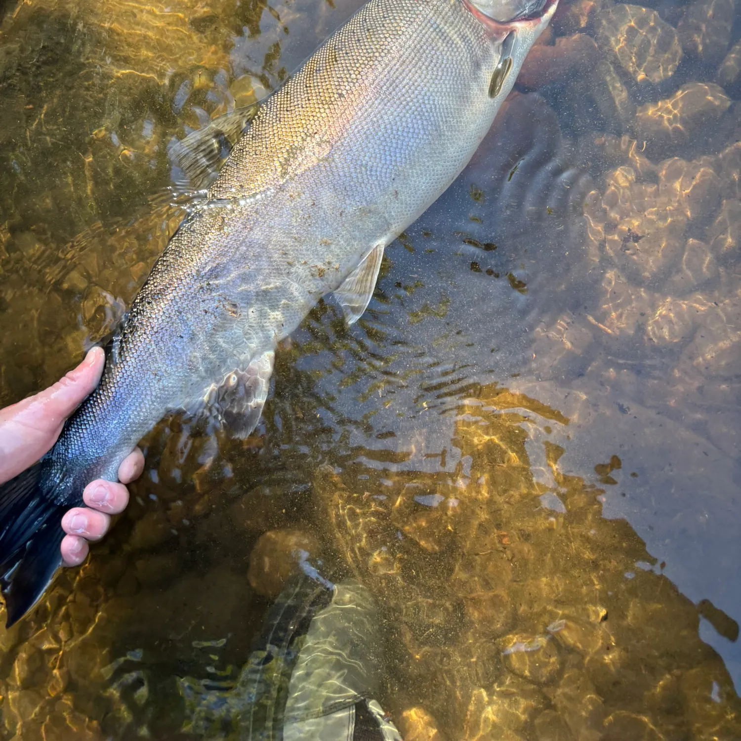 Coho salmon caught on Fishbrain