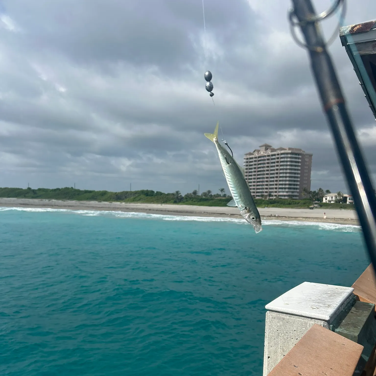 The most recent Round Scad catches on Fishbrain