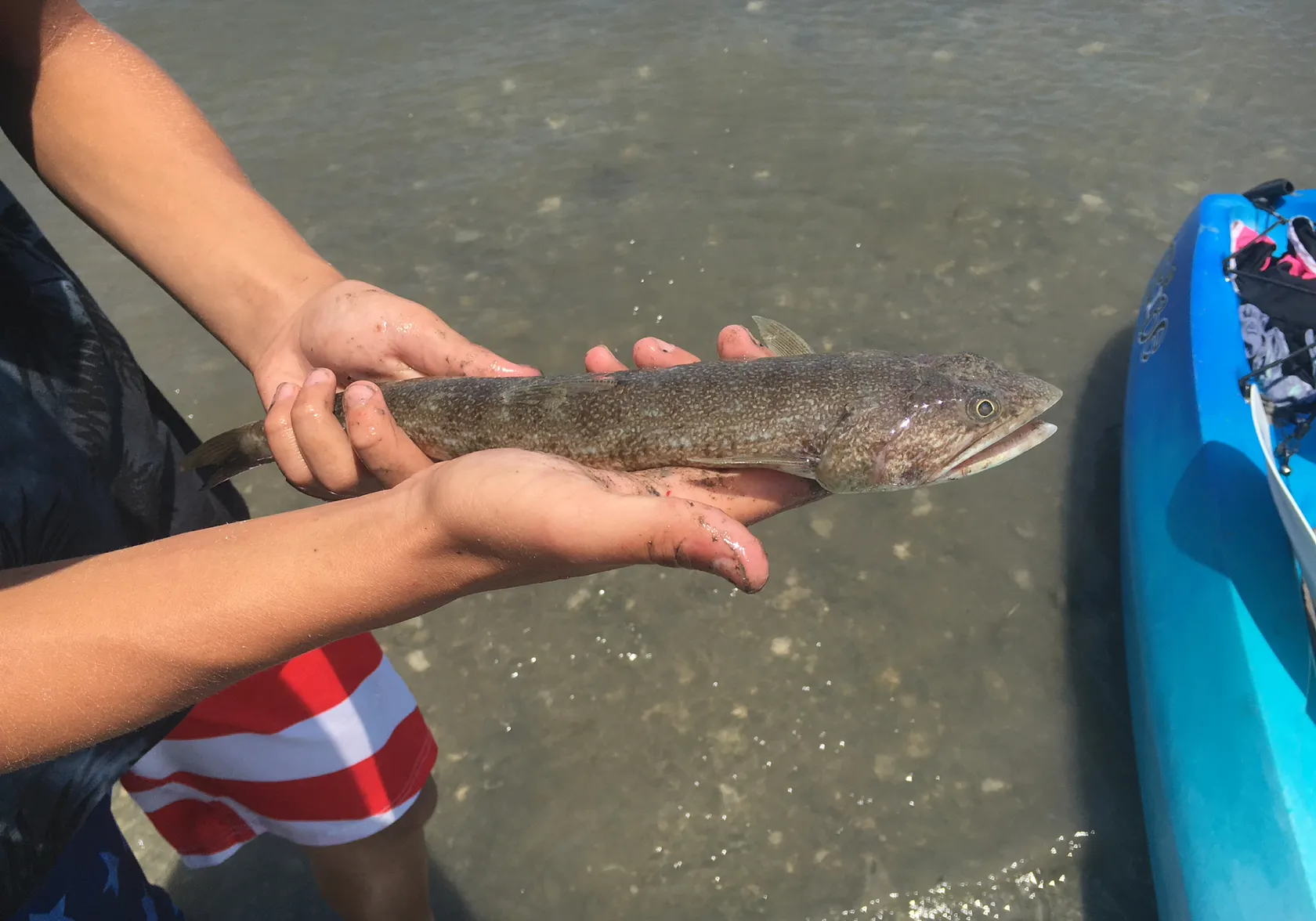 Inshore lizardfish