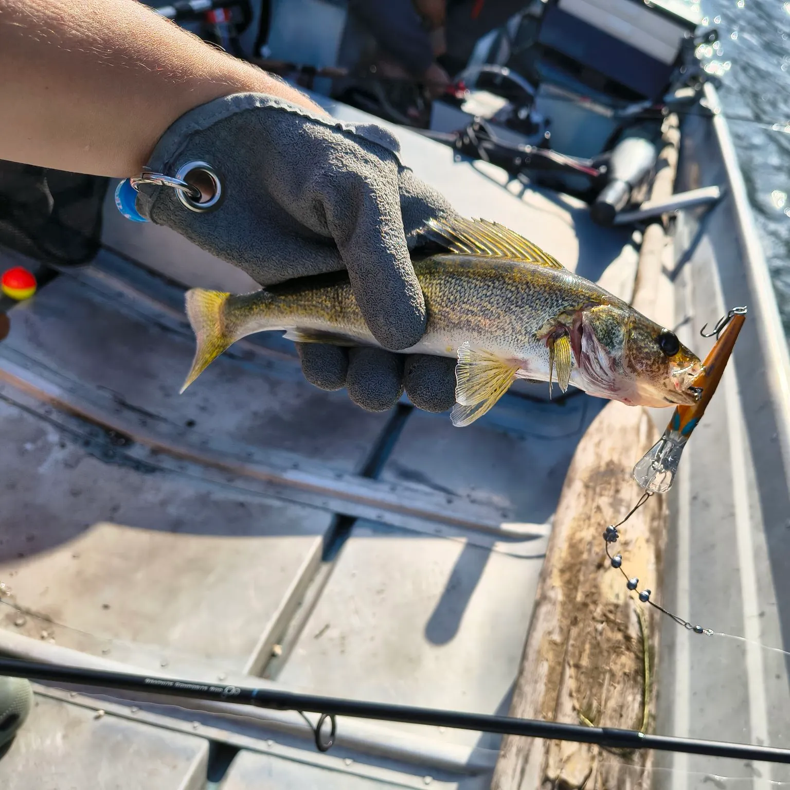 Walleye caught on Fishbrain