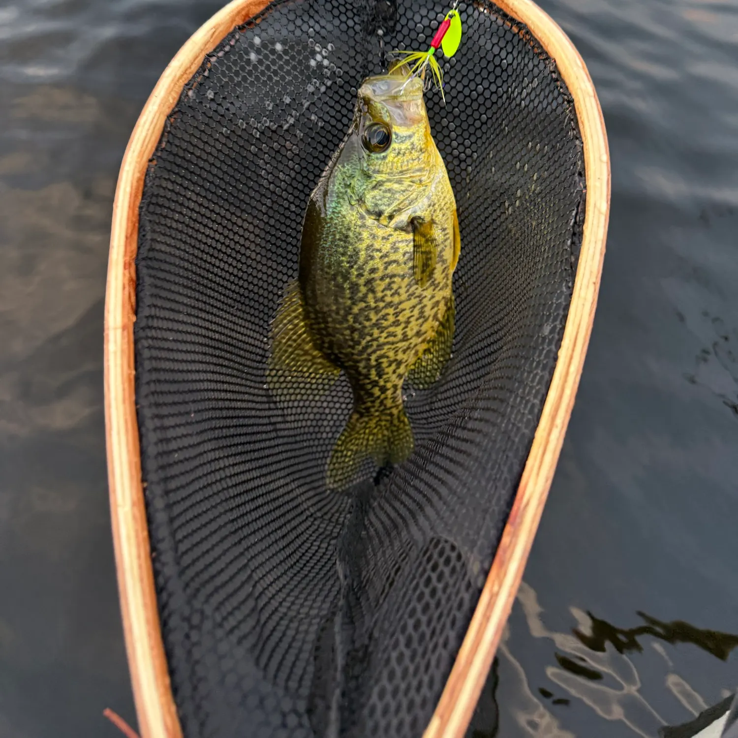 Black crappie caught on Fishbrain