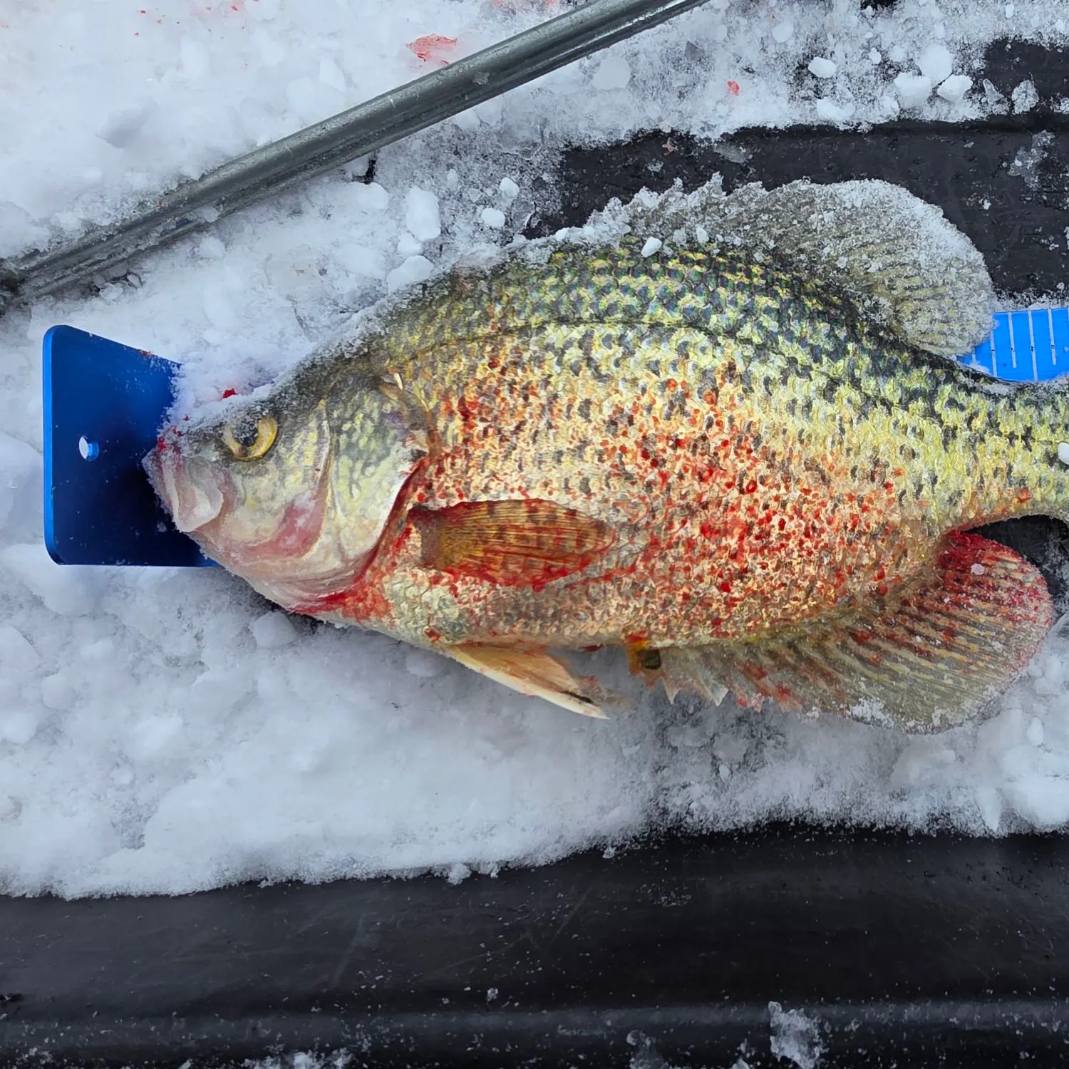 The most recent Black crappie catches on Fishbrain