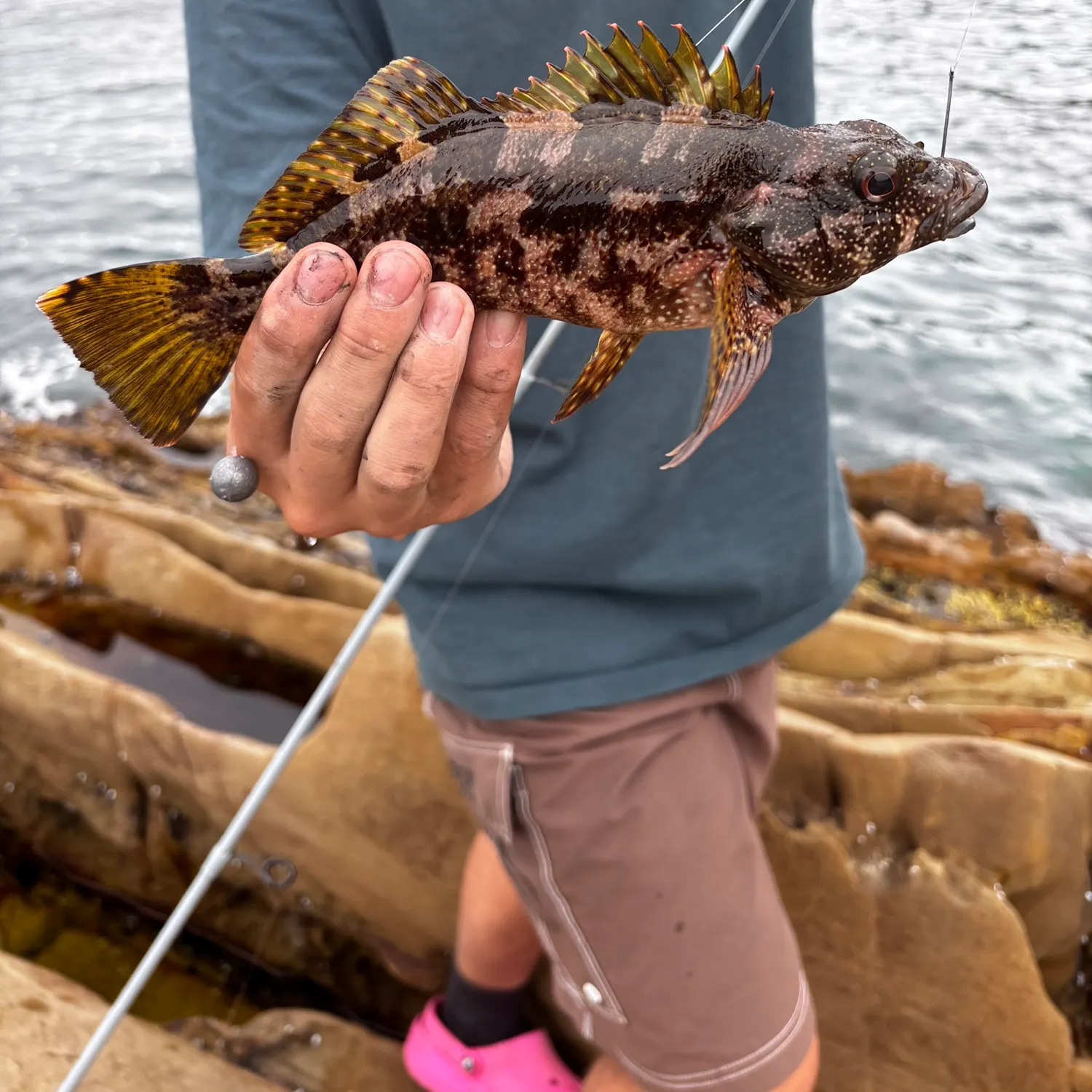 The most recent Eastern kelpfish catches on Fishbrain