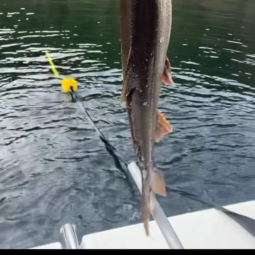 Lake char caught on Fishbrain