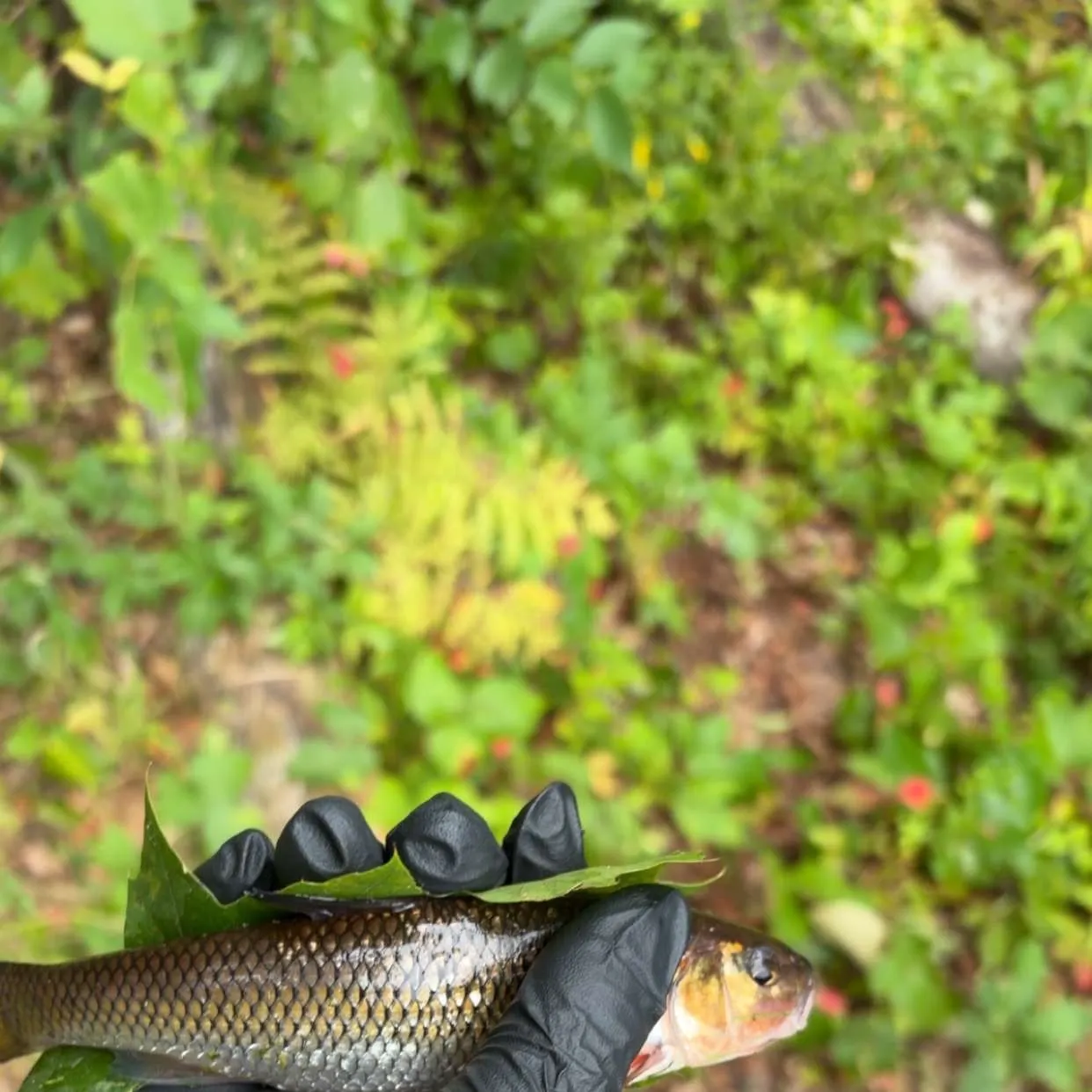 Fallfish caught on Fishbrain