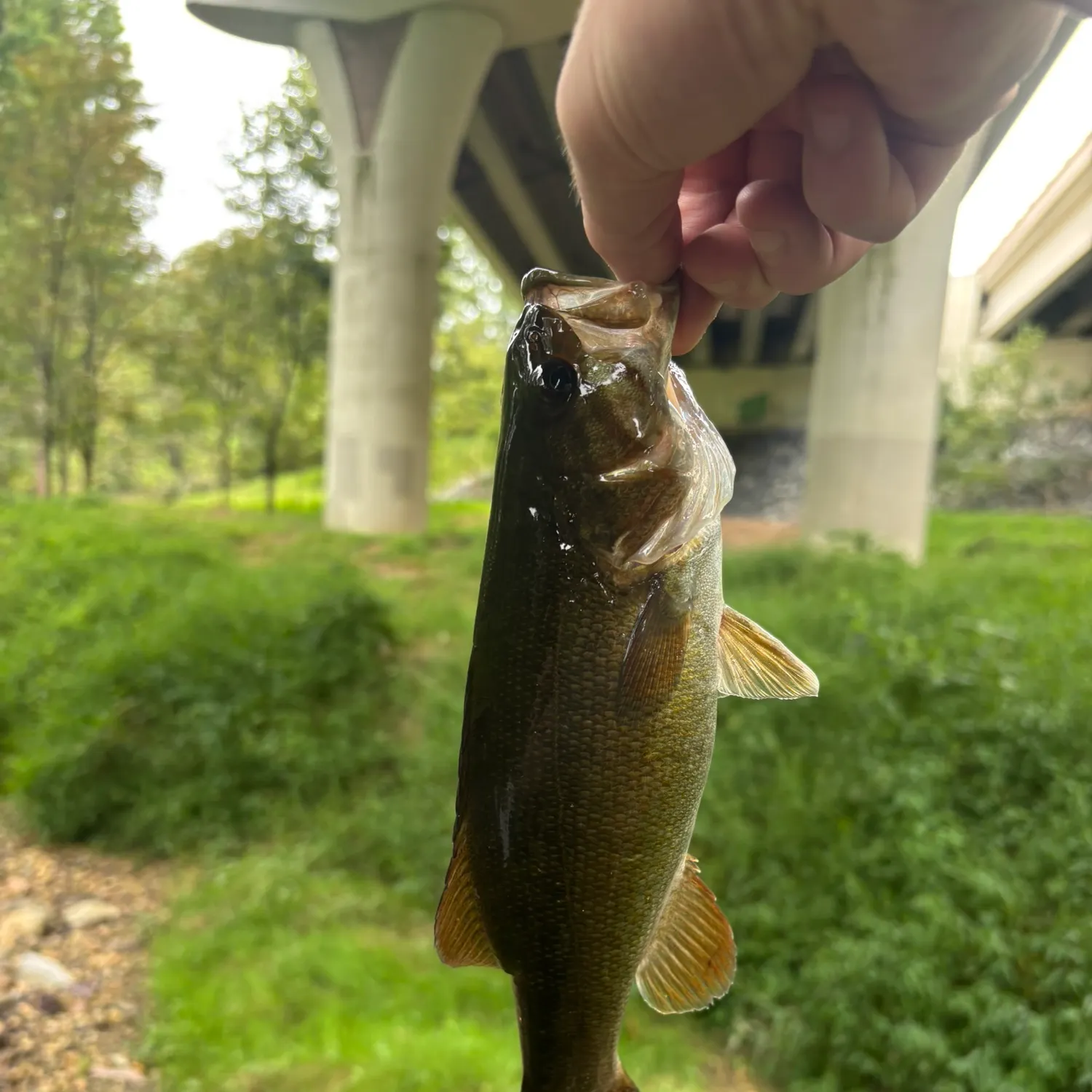 Smallmouth bass caught on Fishbrain