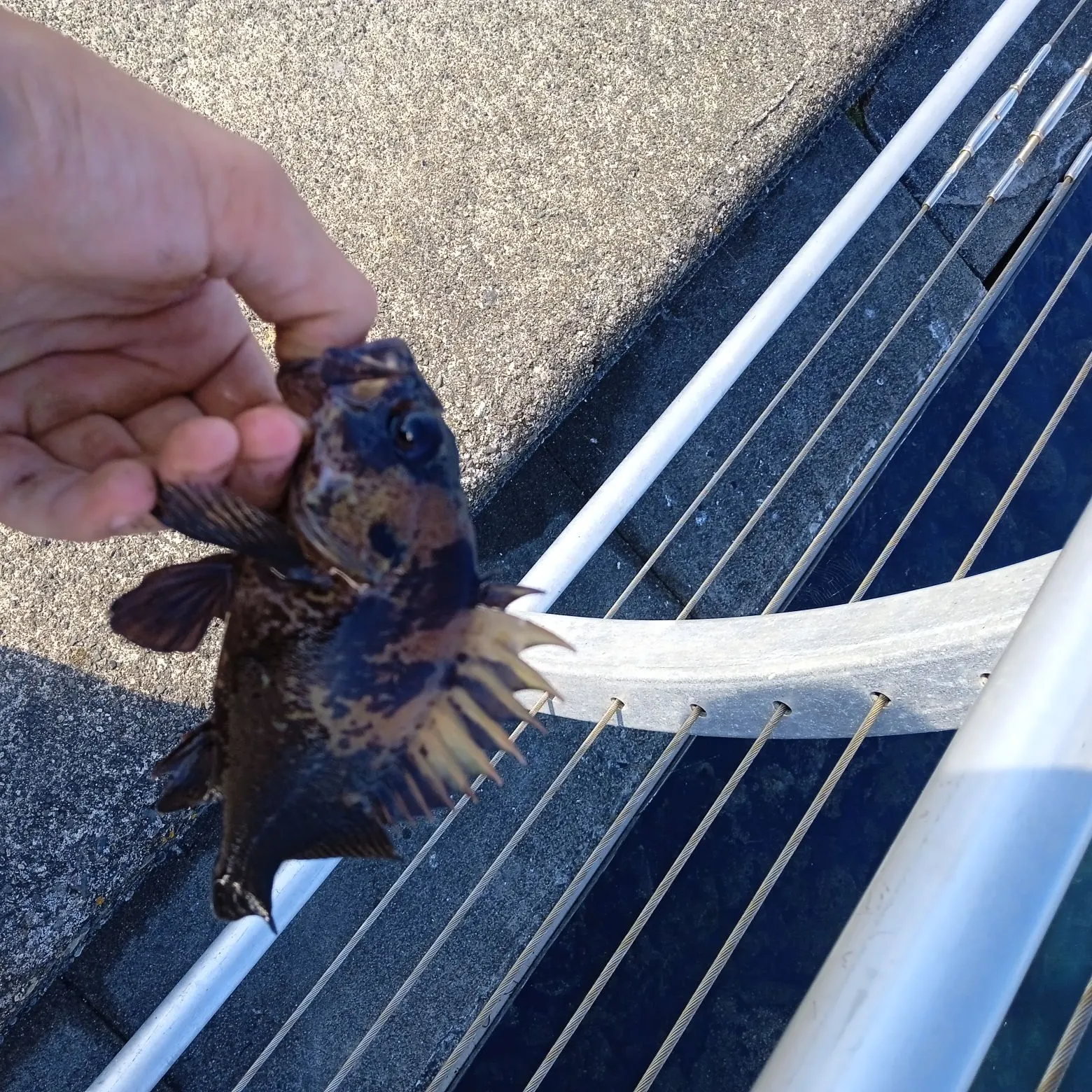 Quillback rockfish caught on Fishbrain