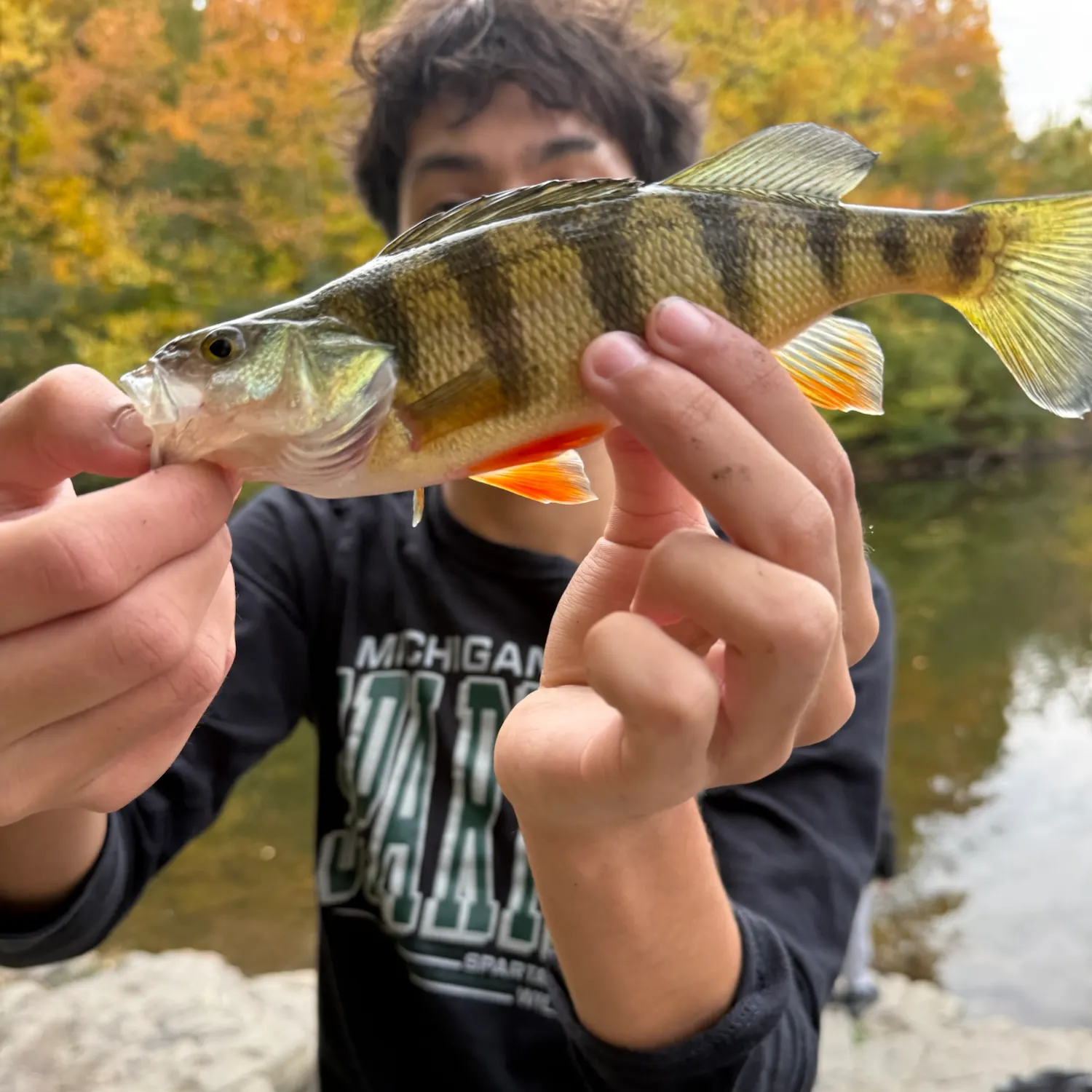 Yellow perch caught on Fishbrain