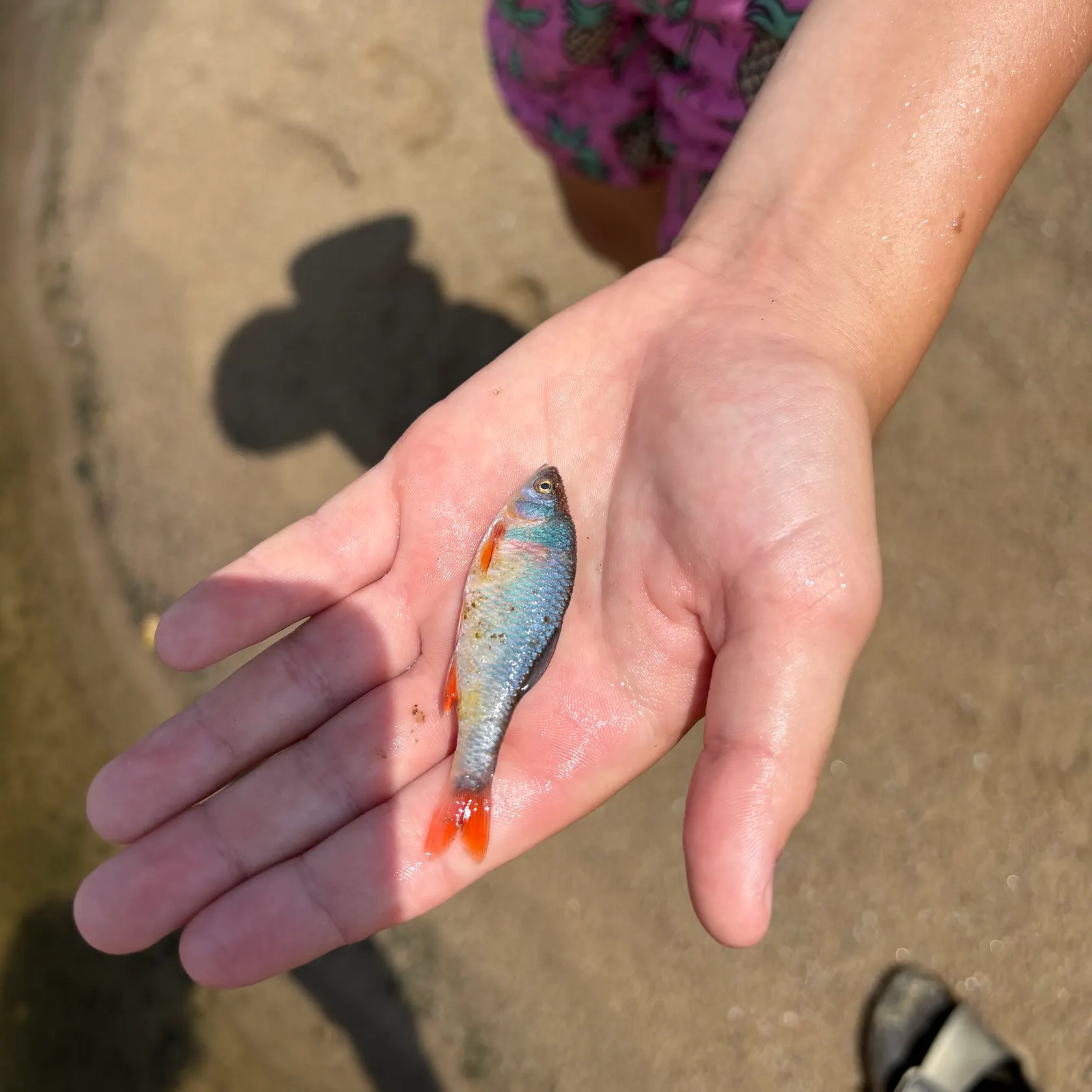 The most recent Red shiner catches on Fishbrain