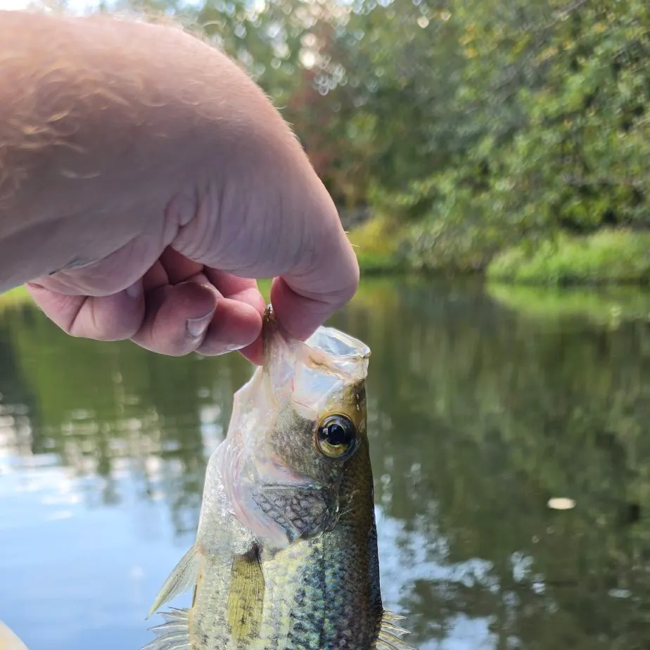 Black crappie caught on Fishbrain