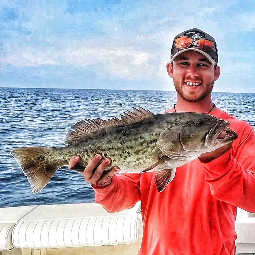 The most popular recent Areolate grouper catch on Fishbrain