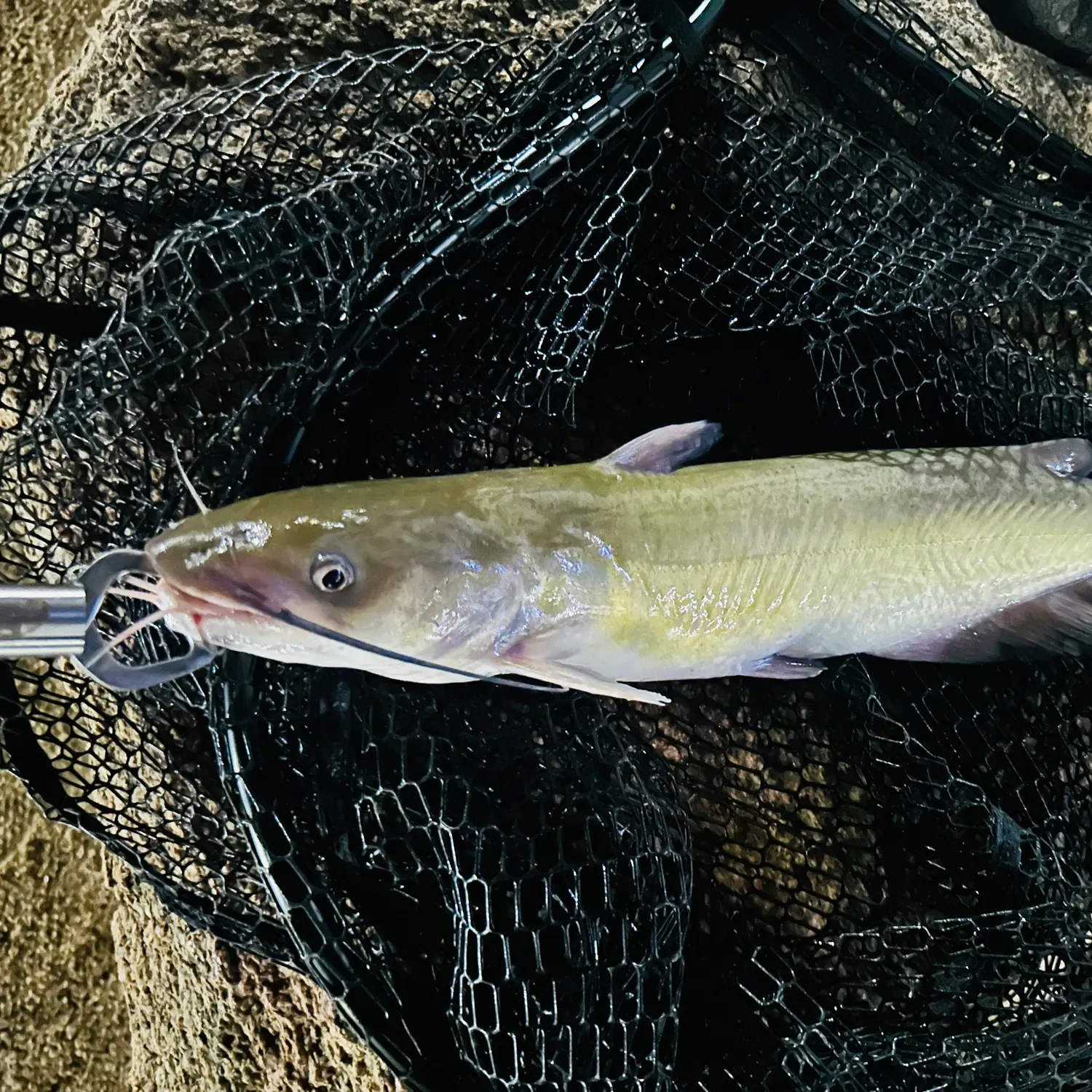 Channel catfish caught on Fishbrain