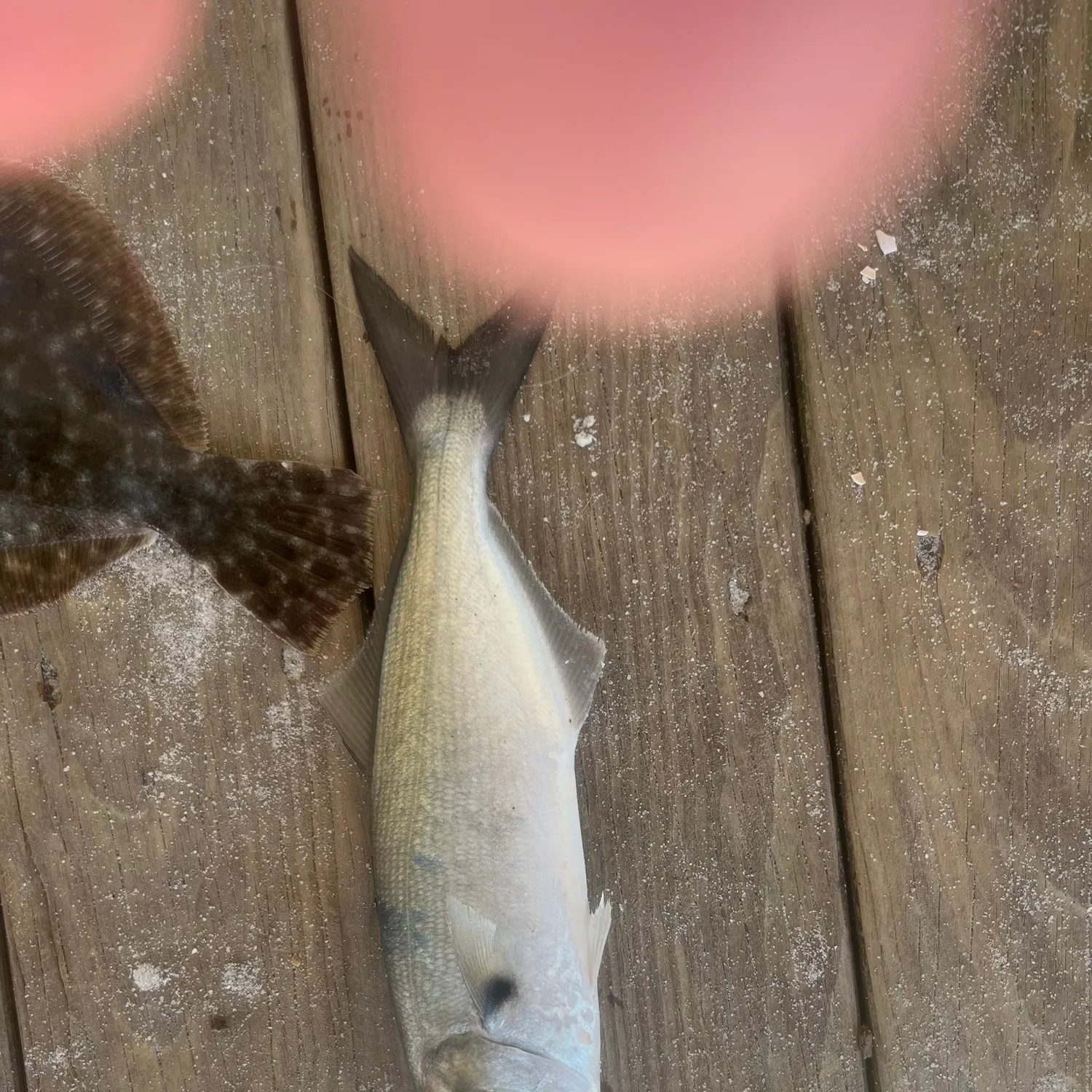 Bluefish caught on Fishbrain
