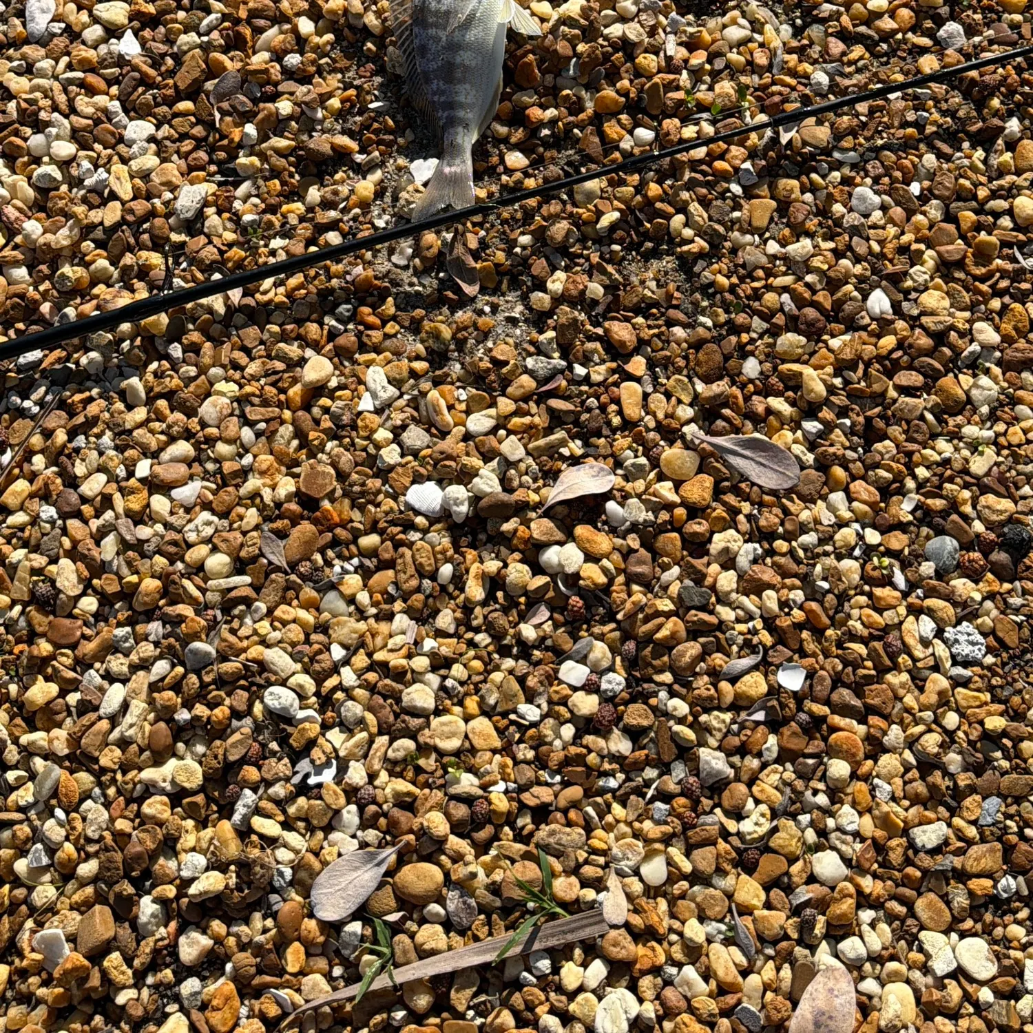 The most recent Pigfish catches on Fishbrain