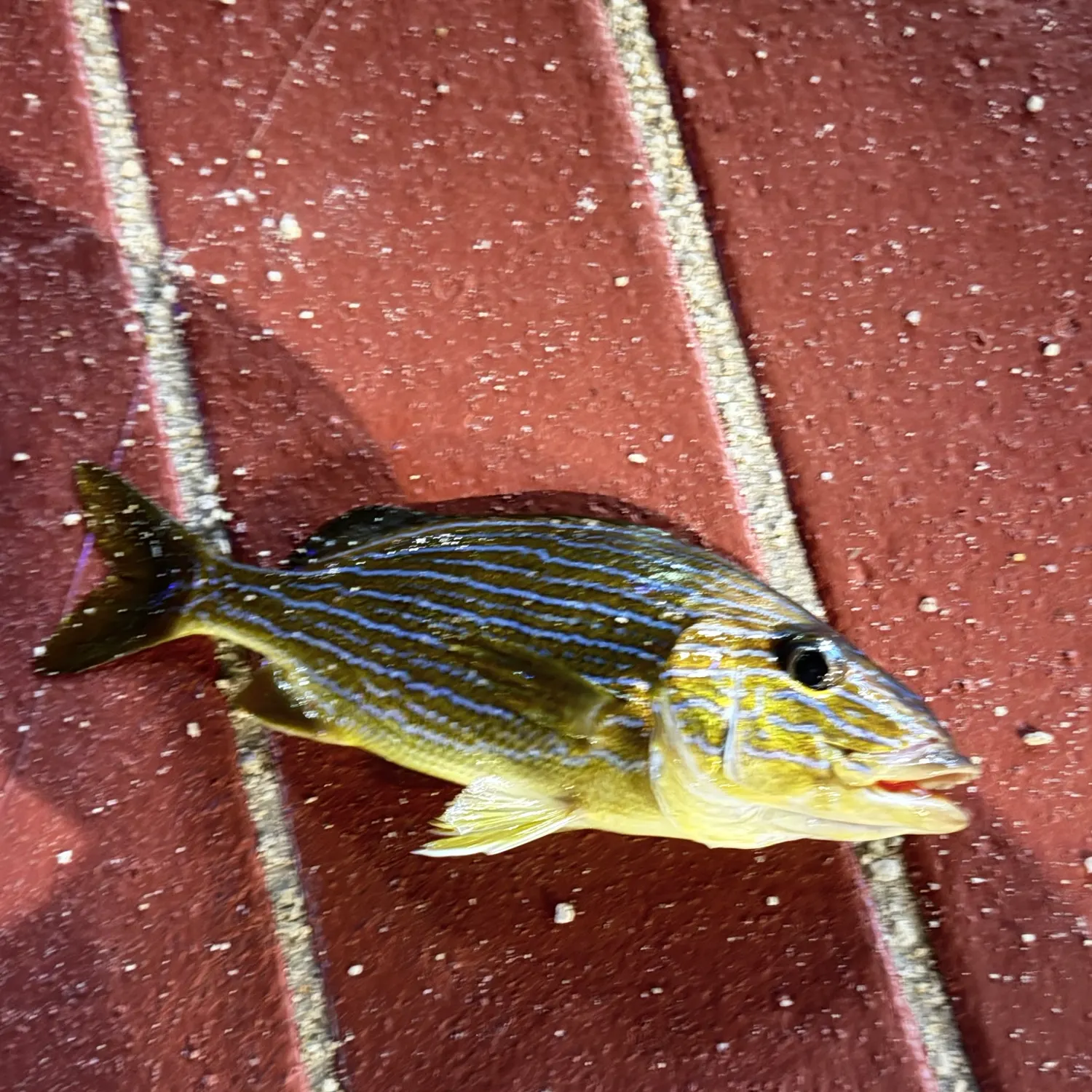 Pinfish caught on Fishbrain