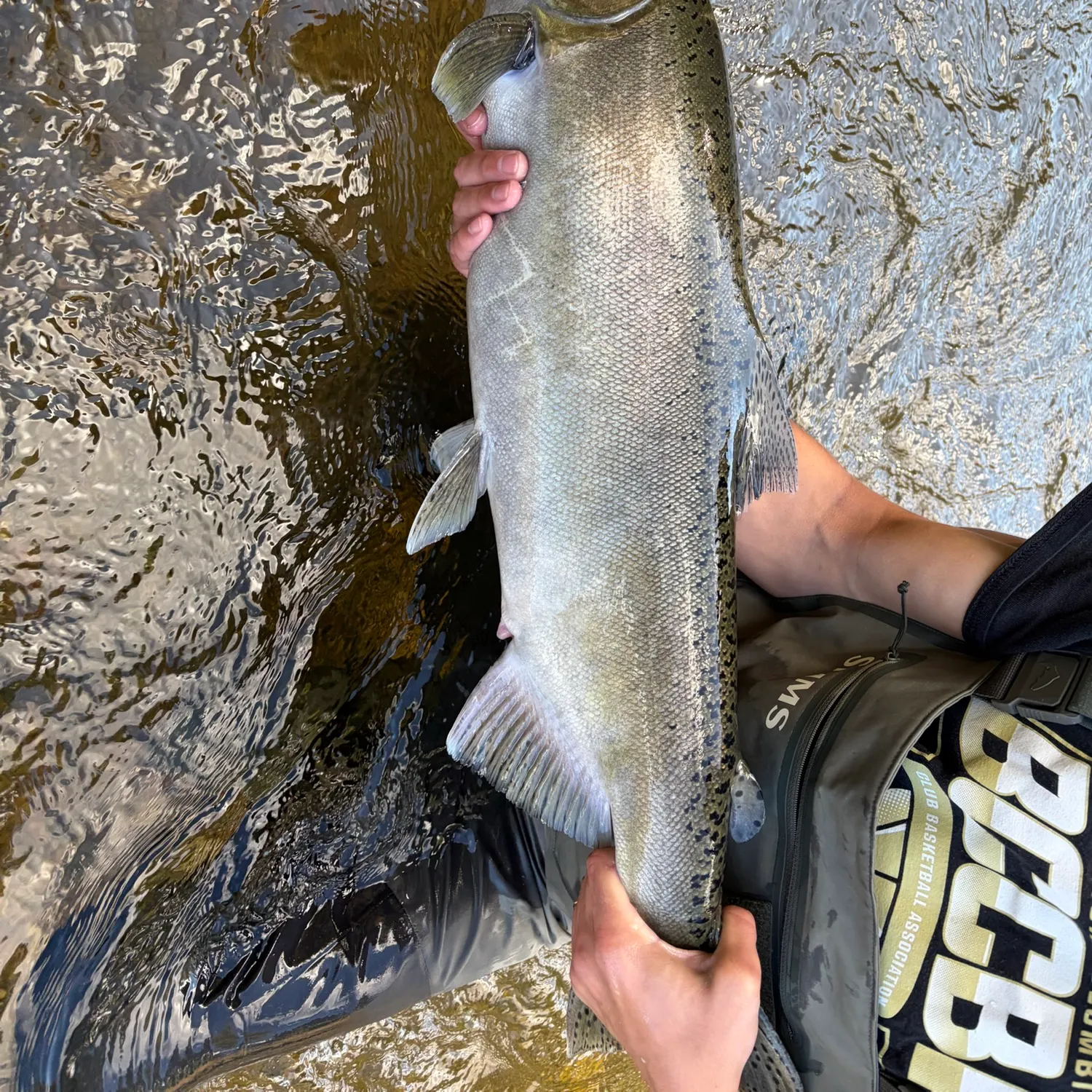 Chinook salmon caught on Fishbrain