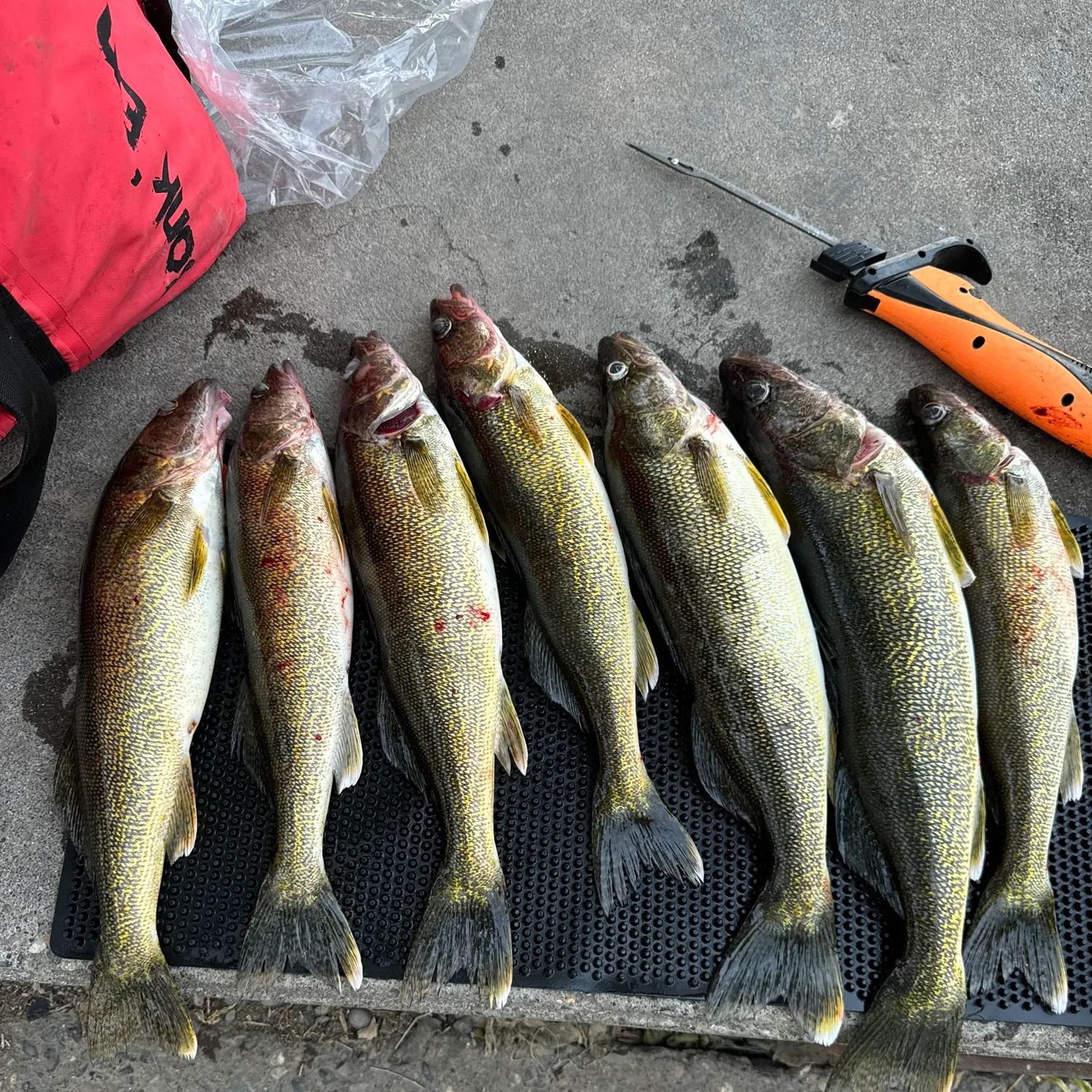 recently logged catches