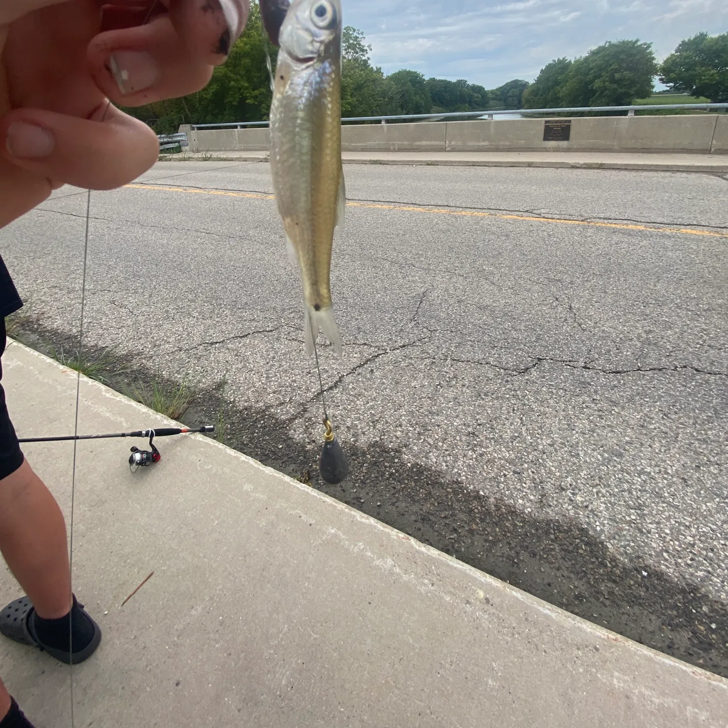 The most recent Atlantic herring catches on Fishbrain