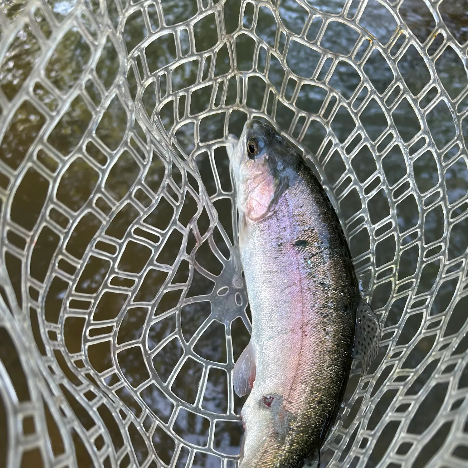 Rainbow trout caught on Fishbrain