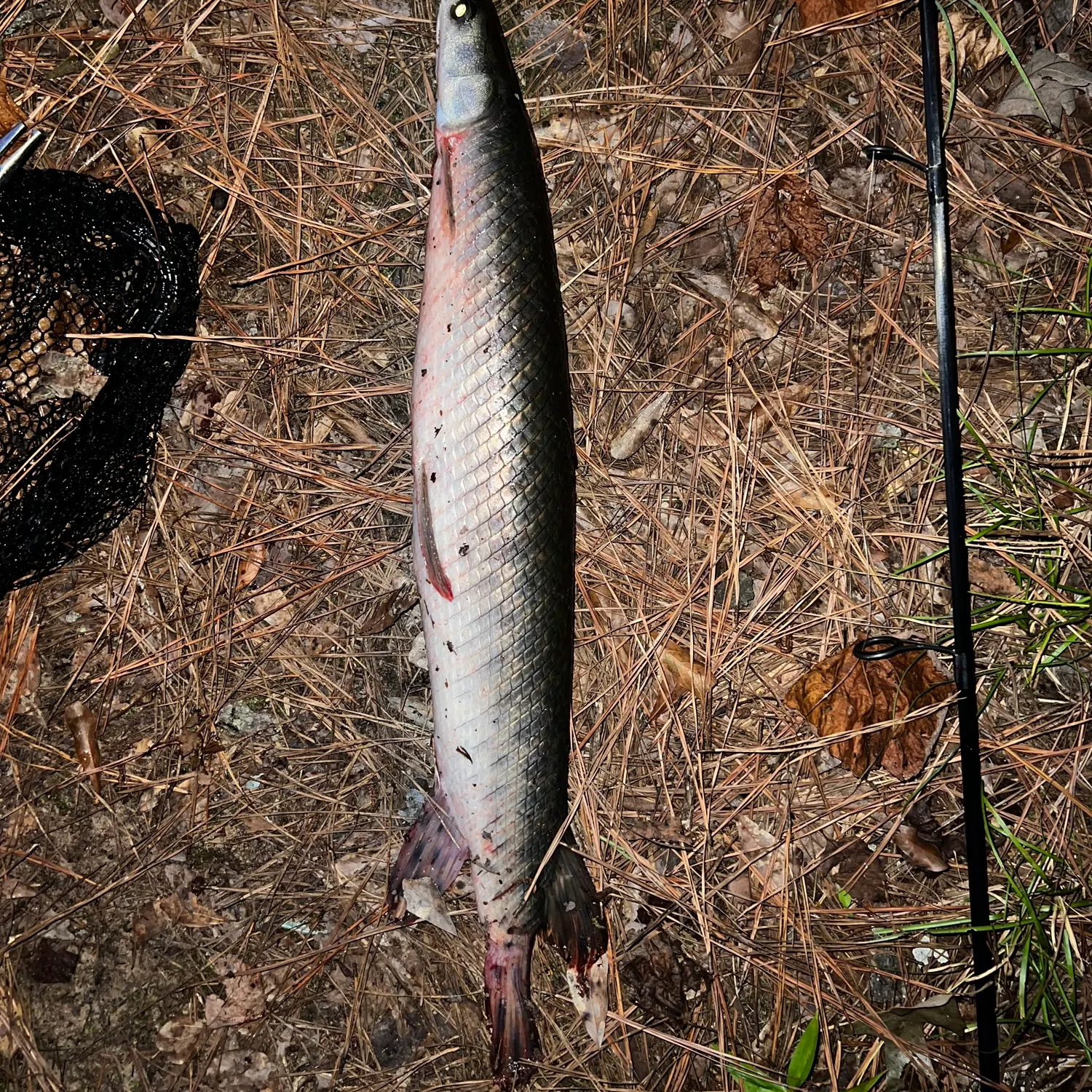 Spotted gar caught on Fishbrain