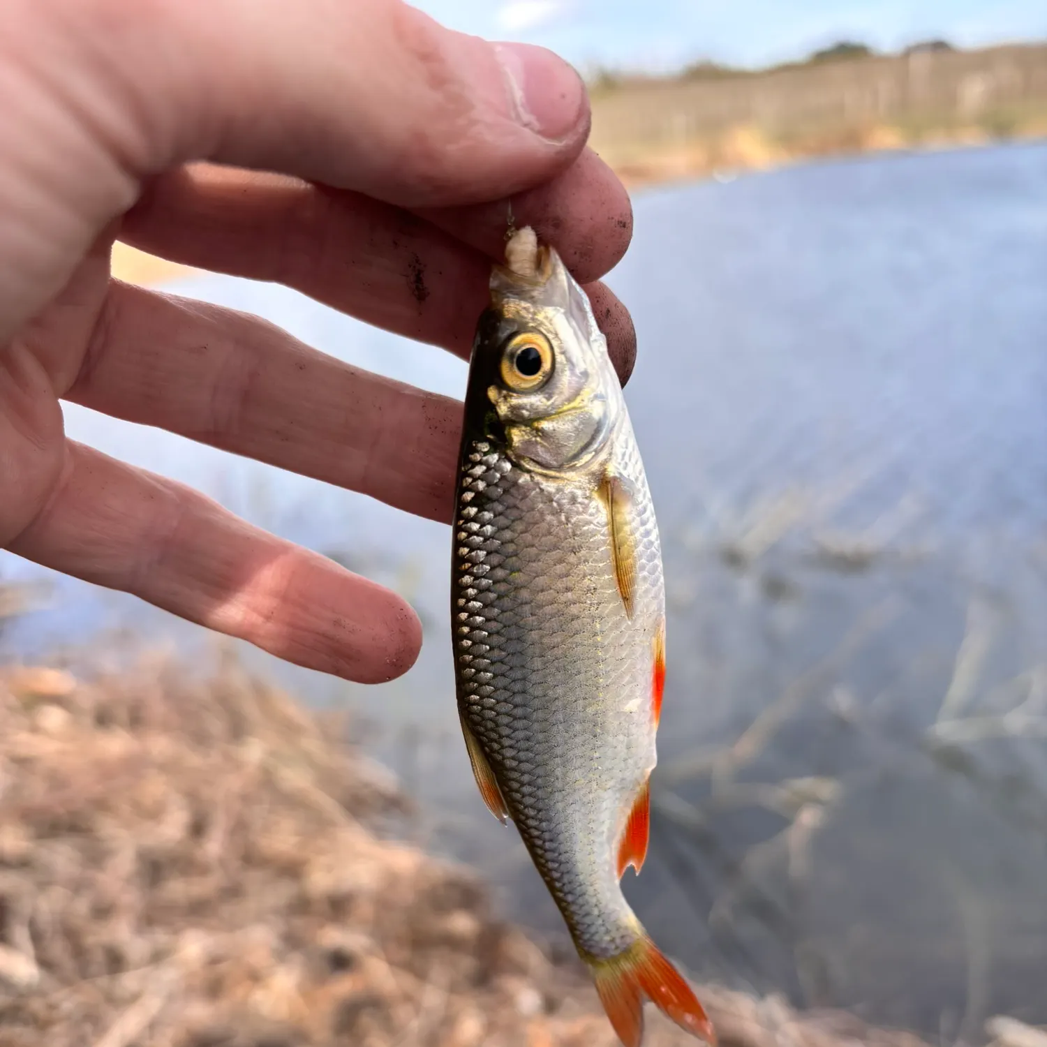 The most recent Common rudd catches on Fishbrain