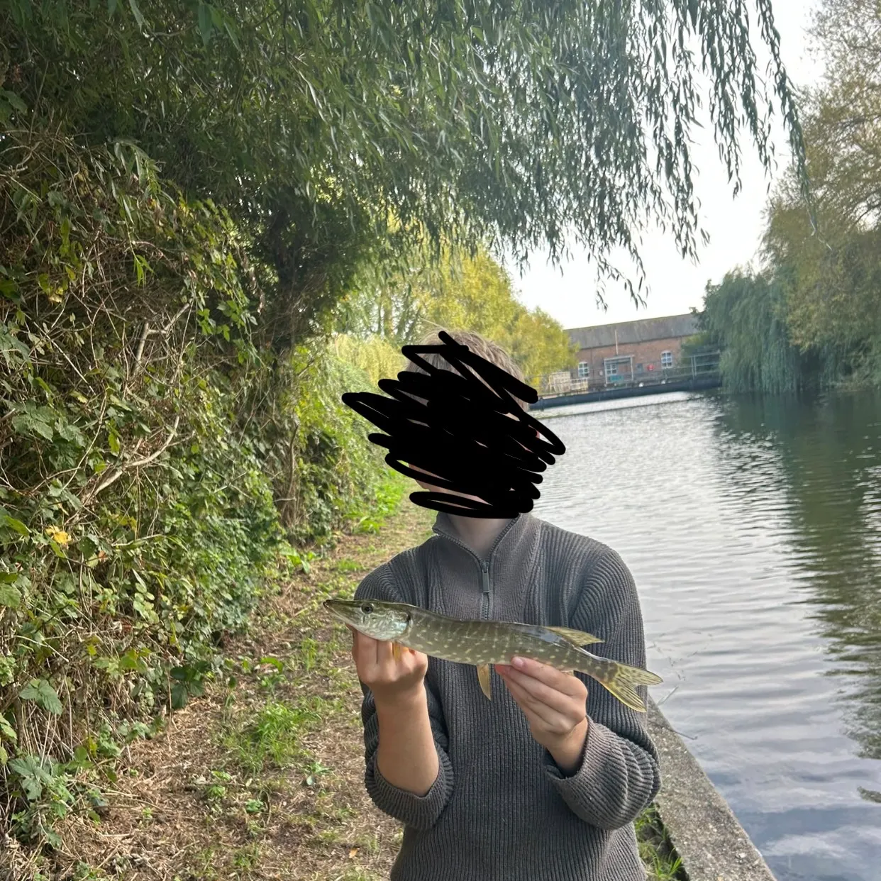 Northern pike caught on Fishbrain