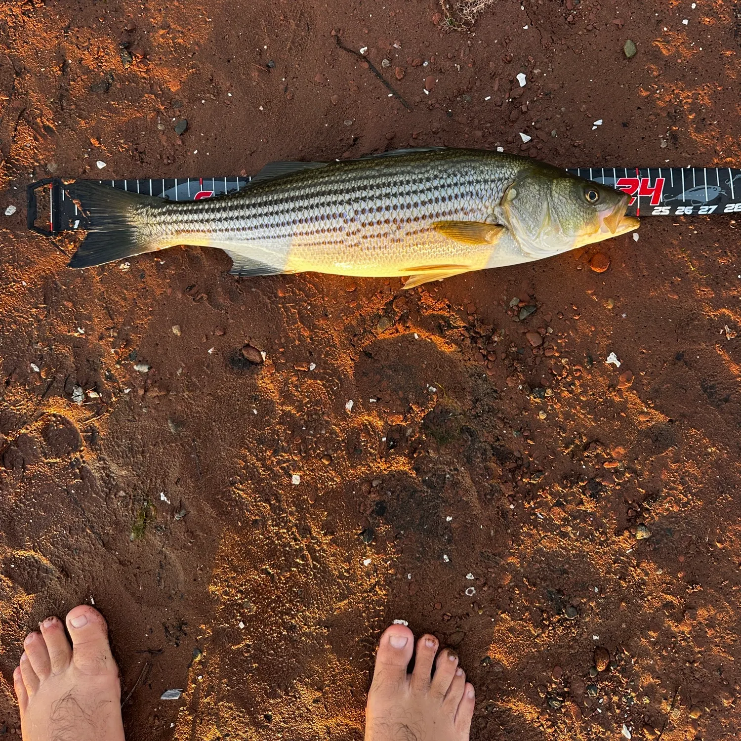 Striped bass caught on Fishbrain