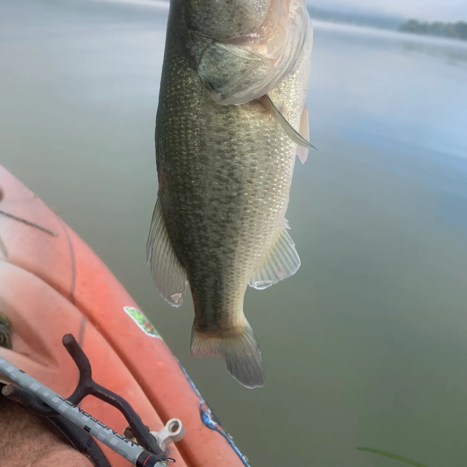 Largemouth bass caught on Fishbrain