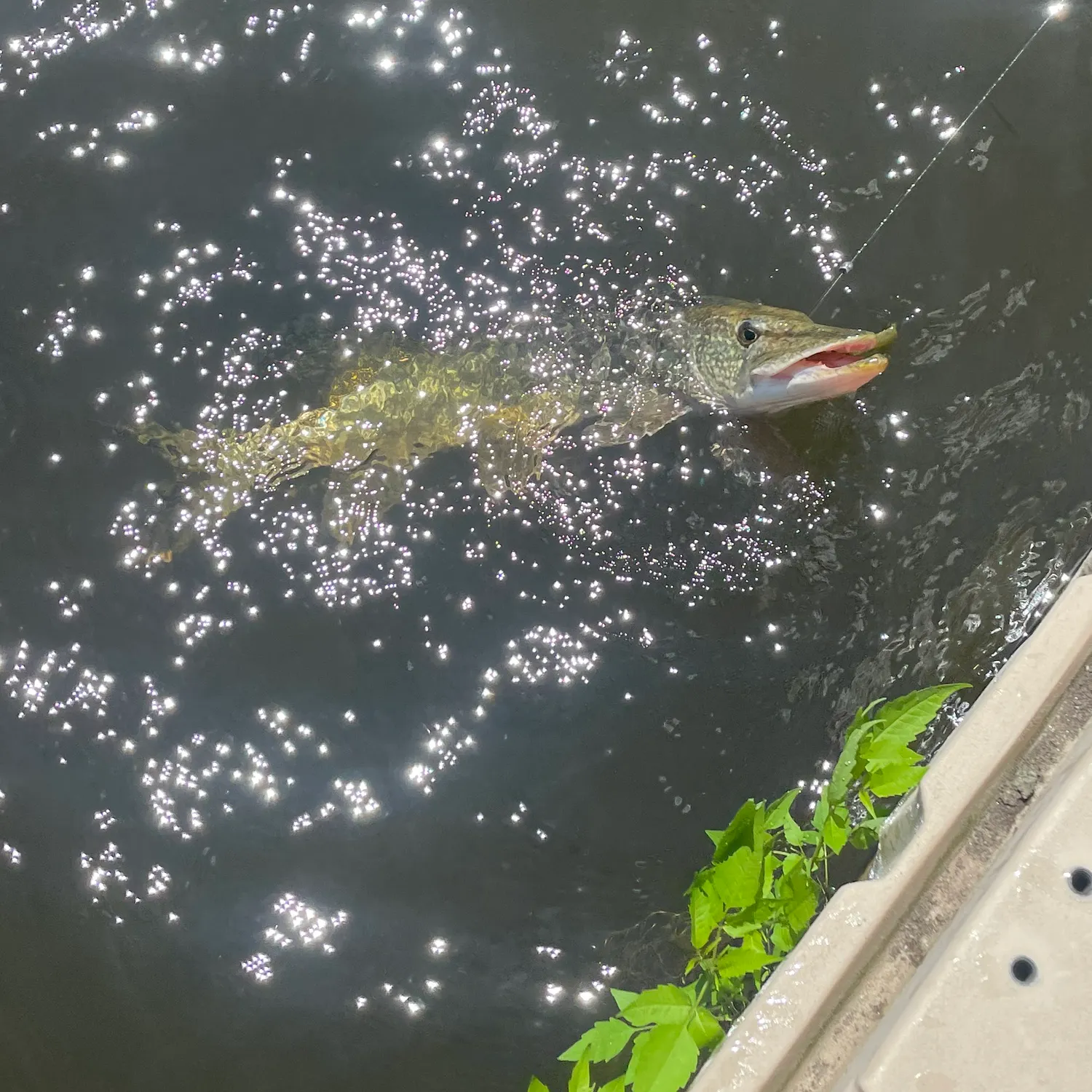 The most recent Grass pickerel catches on Fishbrain