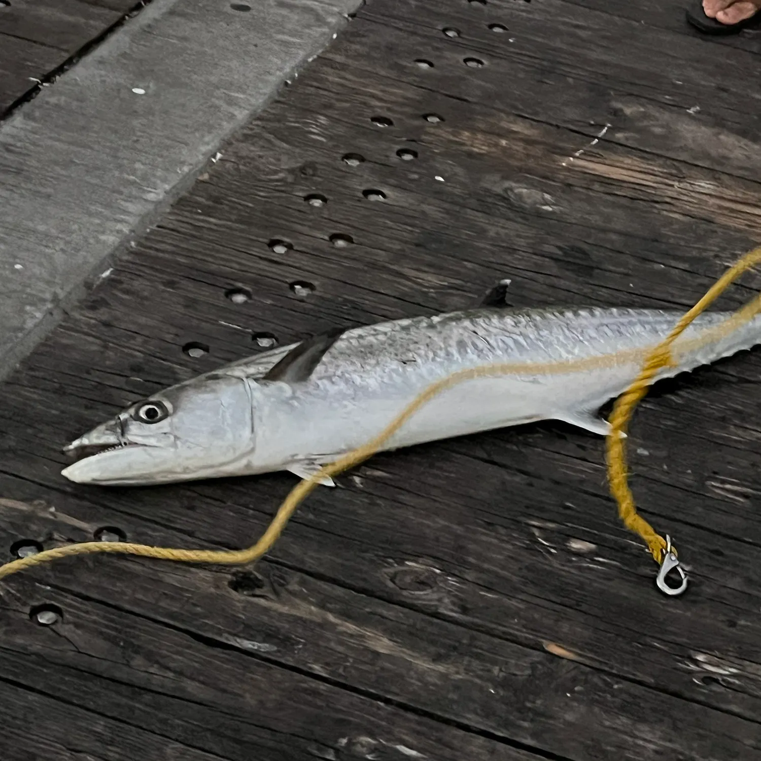 Purple labeo caught on Fishbrain