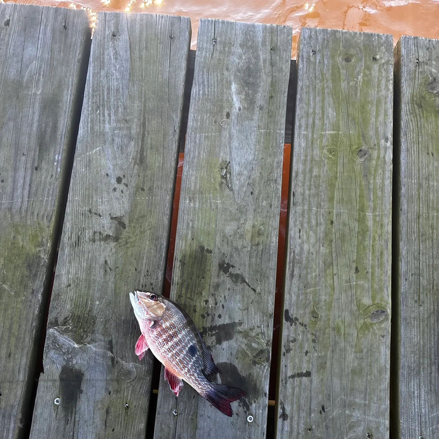 Lane snapper caught on Fishbrain