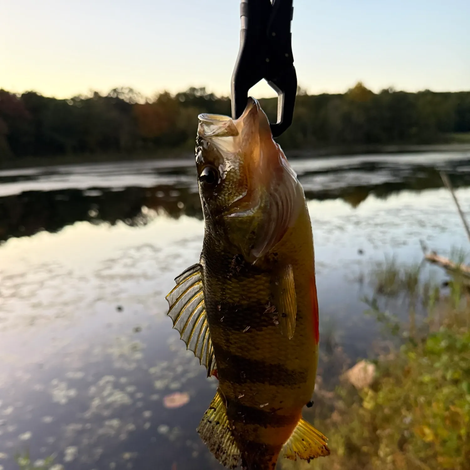 Yellow perch caught on Fishbrain