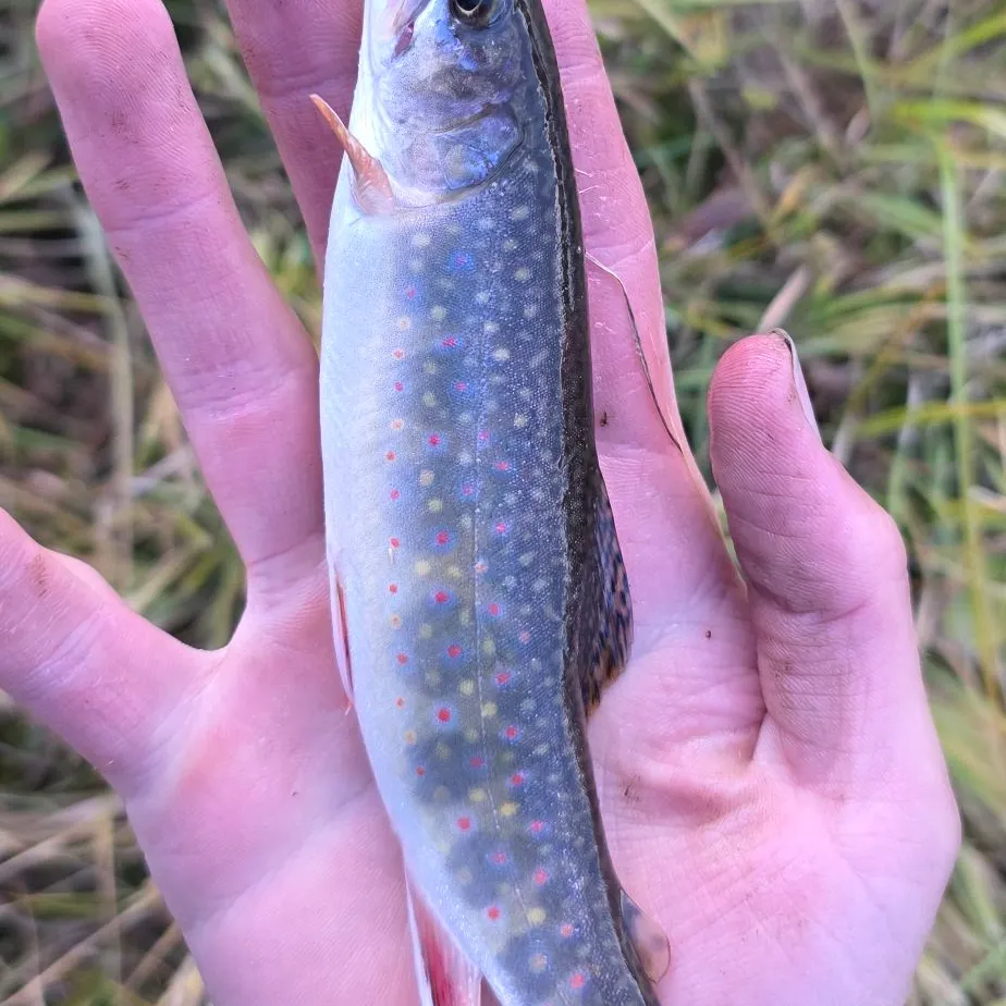 Brook trout caught on Fishbrain