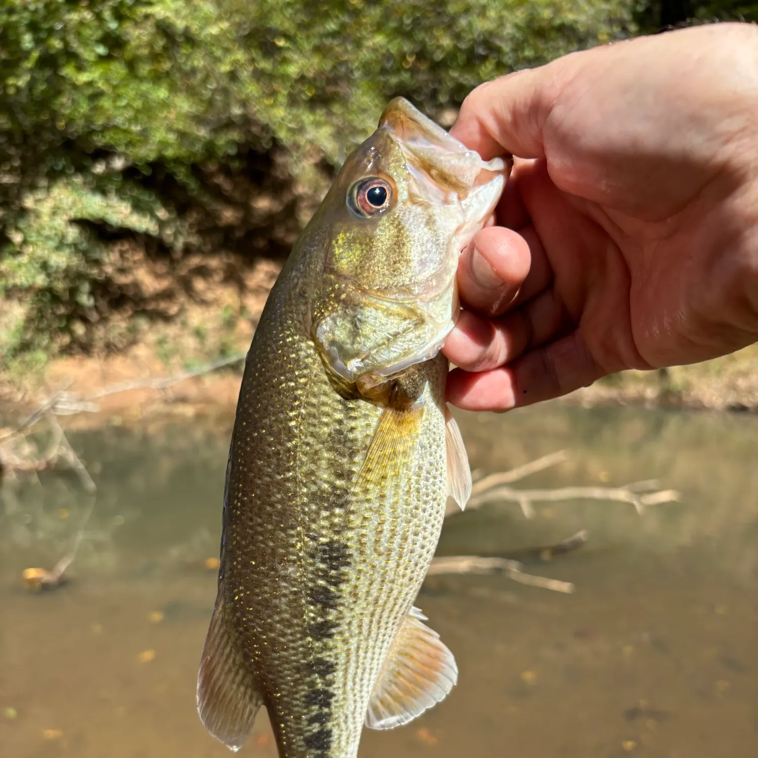 Chattahoochee bass caught on Fishbrain