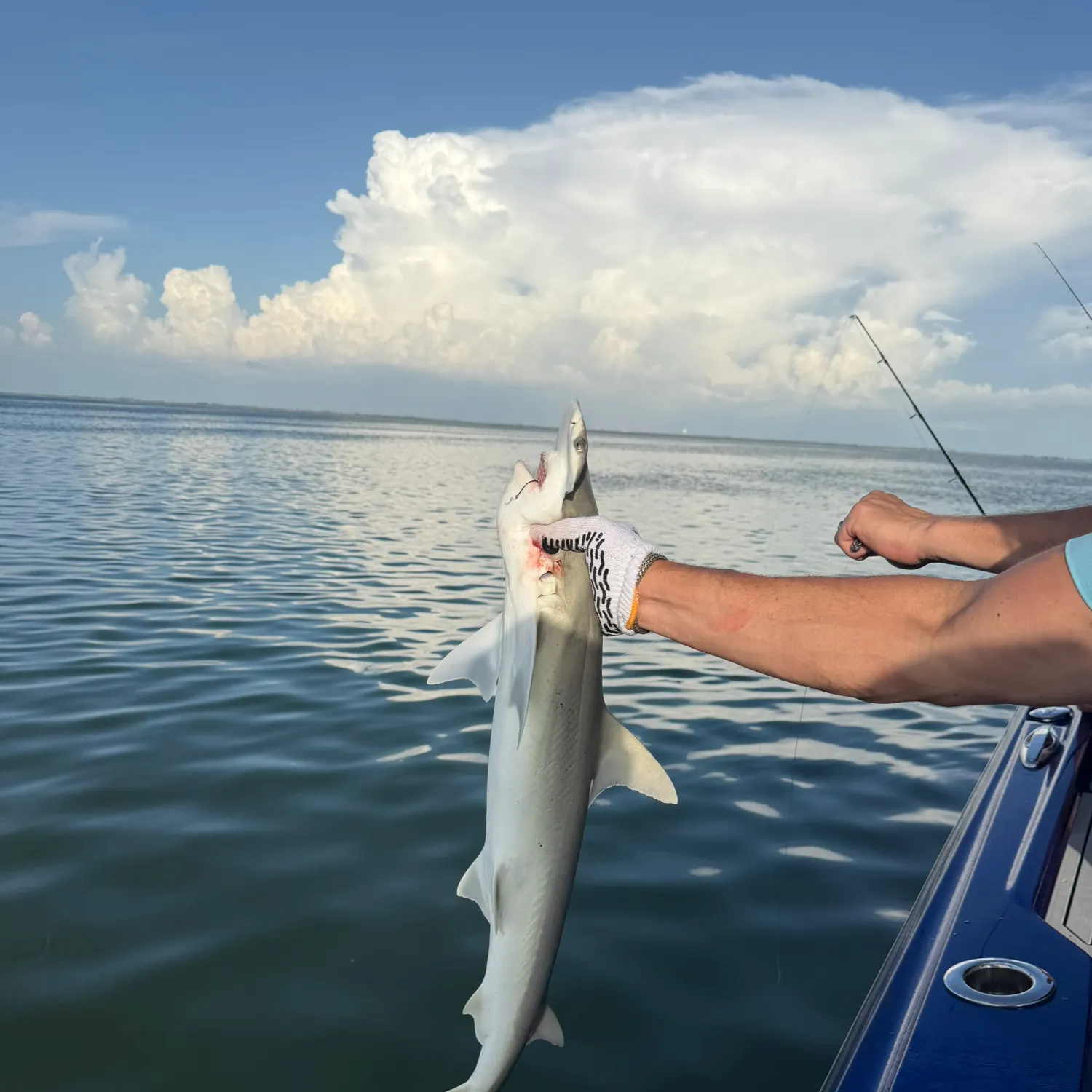 The most recent Bonnethead shark catches on Fishbrain