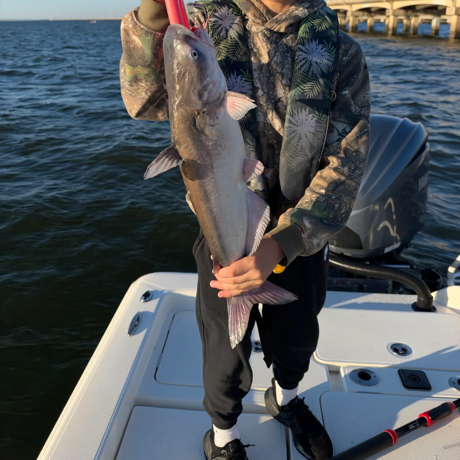 Blue catfish caught on Fishbrain