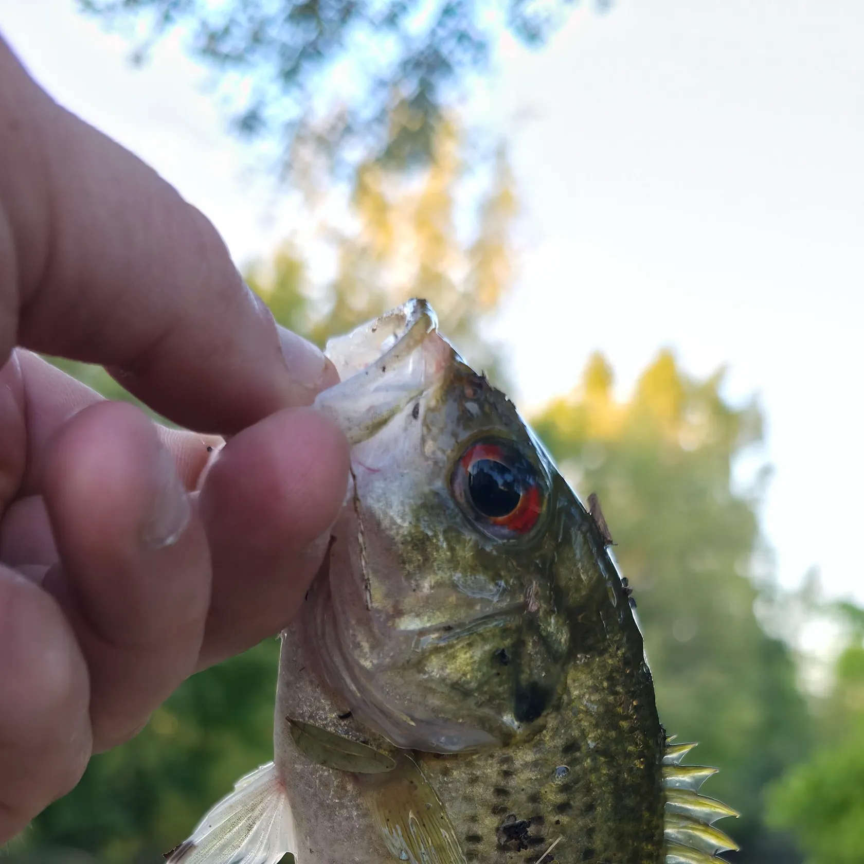Rock bass caught on Fishbrain
