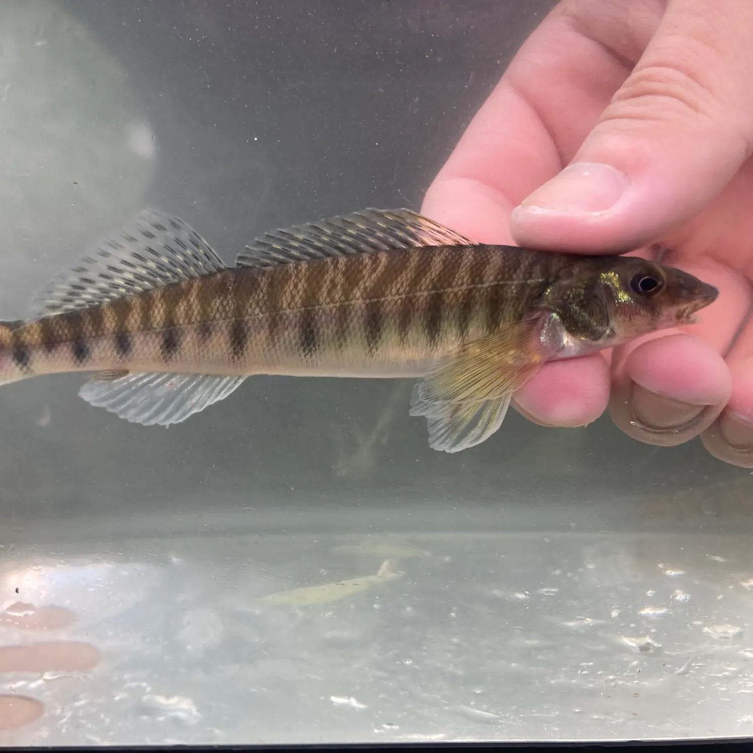 The most recent Common logperch catches on Fishbrain