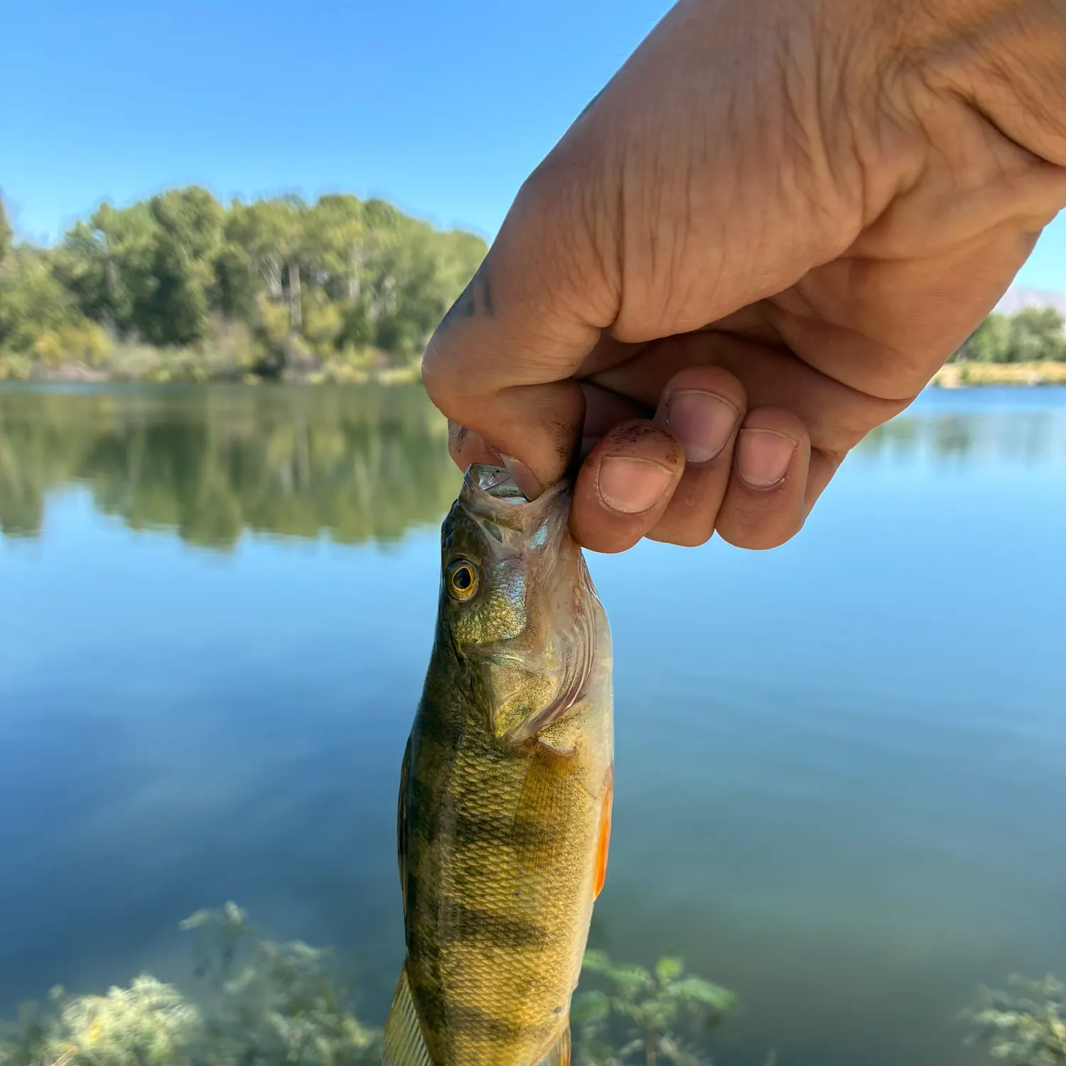 Yellow perch caught on Fishbrain