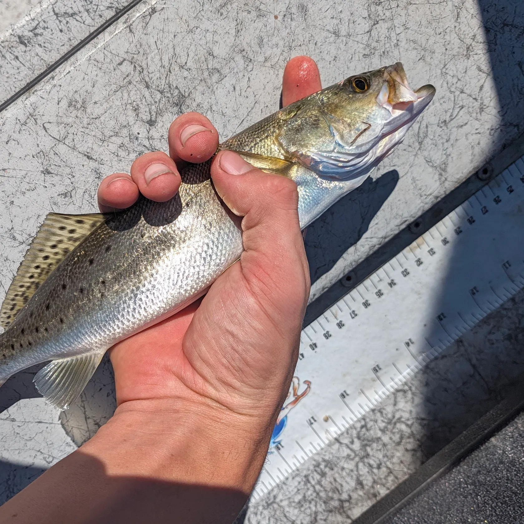 Spotted seatrout caught on Fishbrain