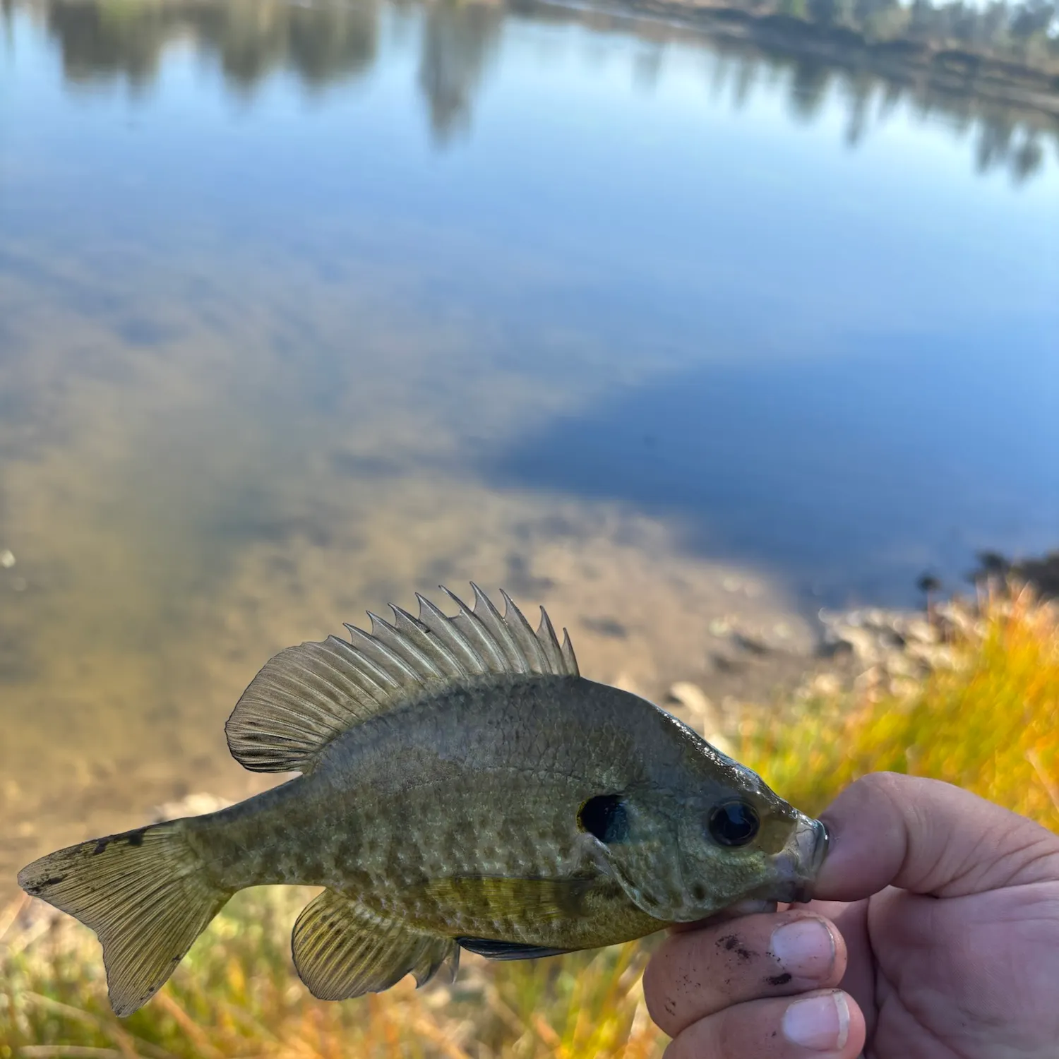 Bluegill caught on Fishbrain