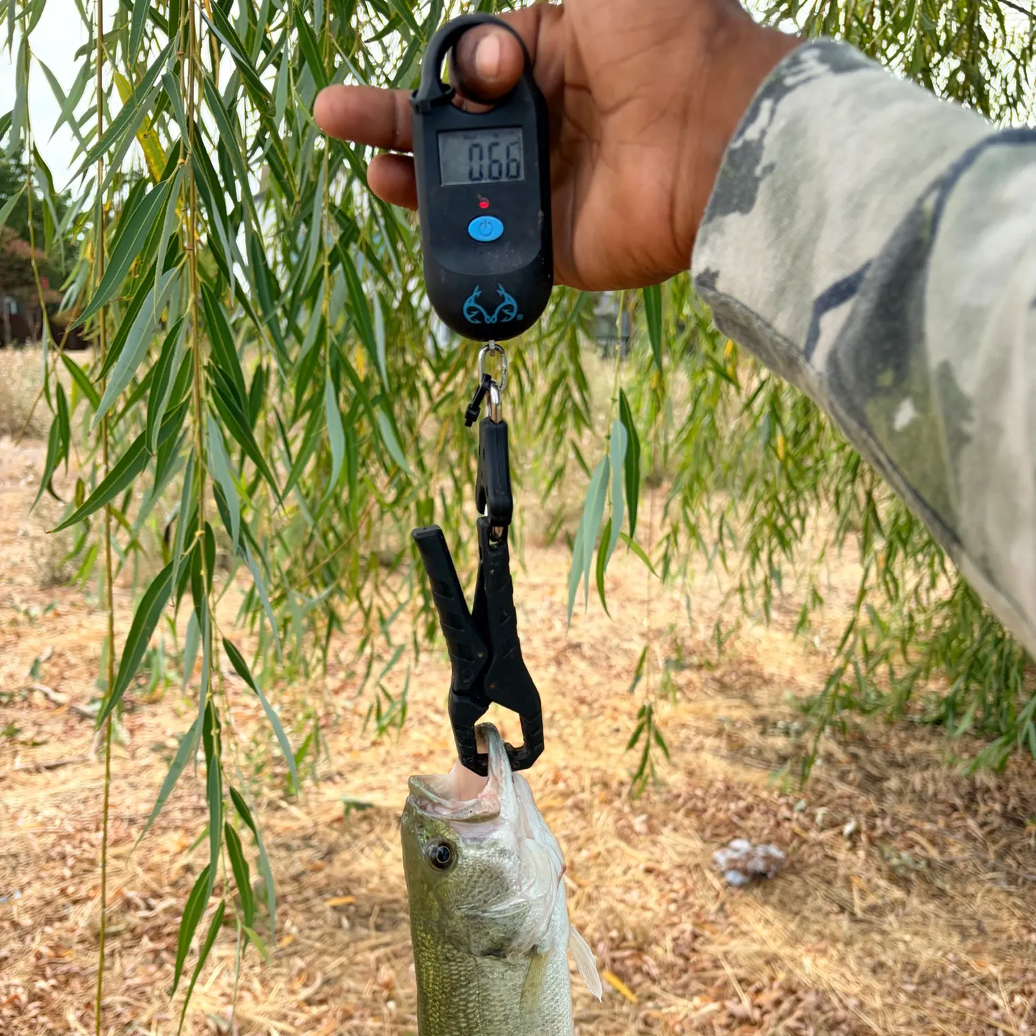 Spotted bass caught on Fishbrain