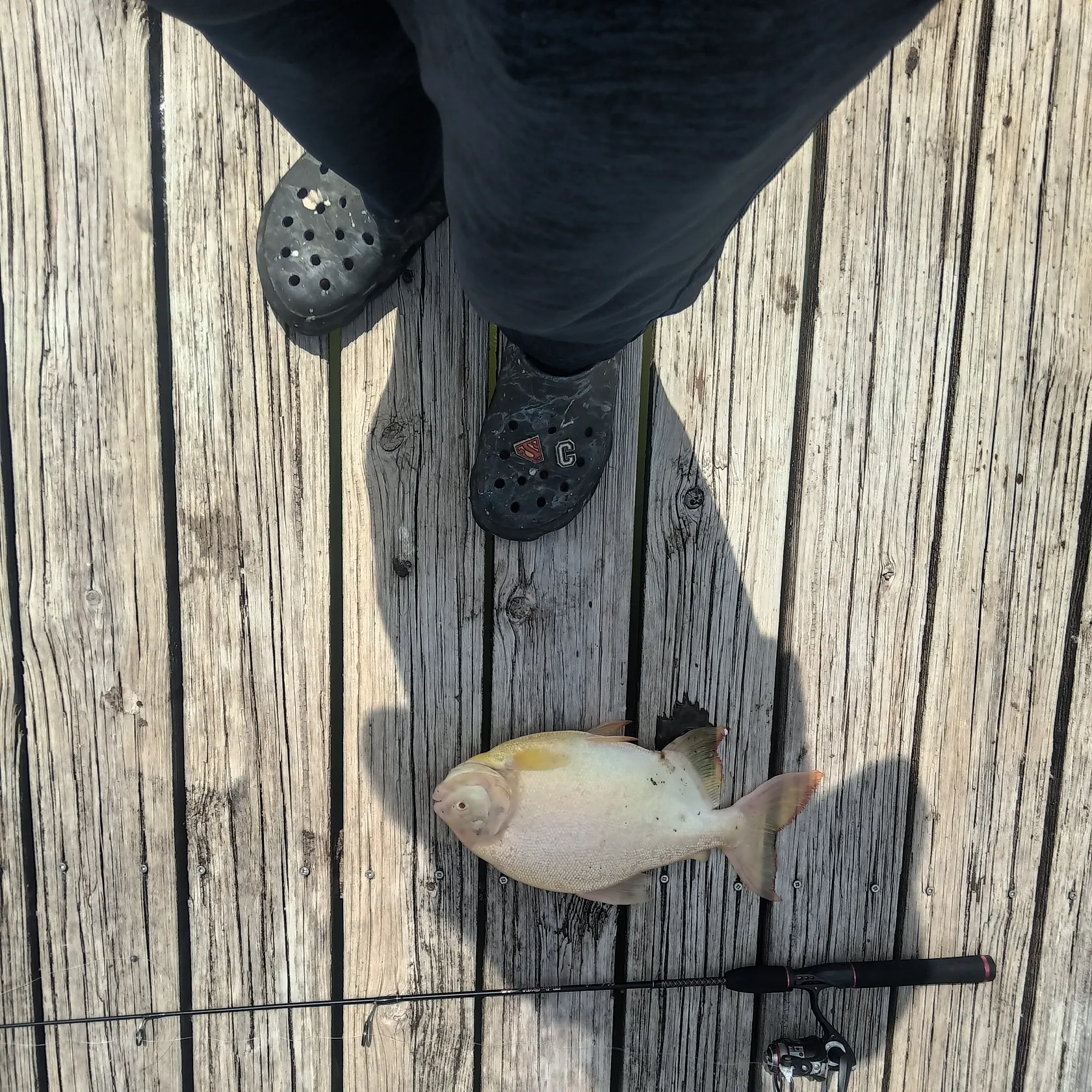 The most popular recent Red-bellied pacu catch on Fishbrain