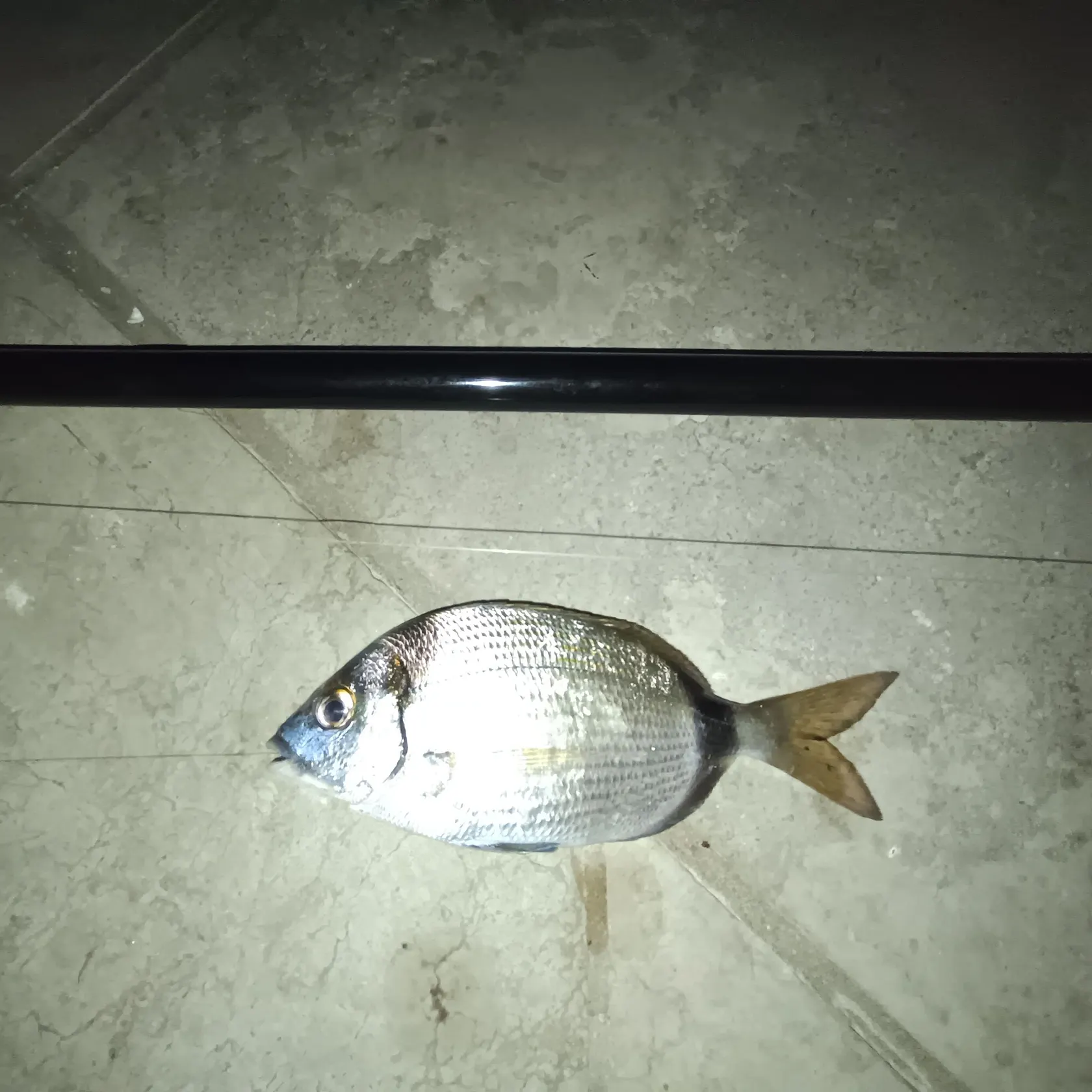 The most recent Common two-banded seabream catches on Fishbrain