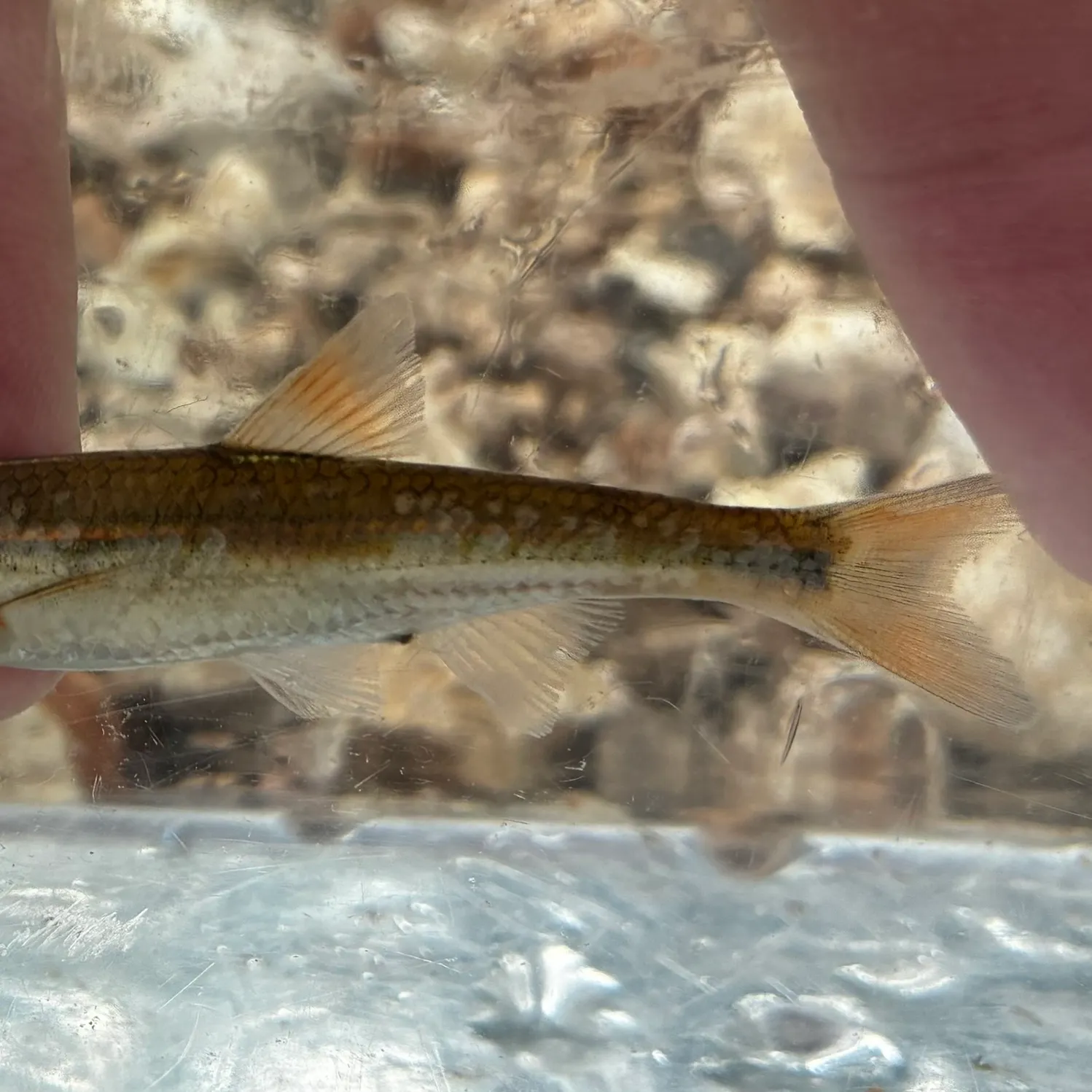 Bleeding shiner caught on Fishbrain