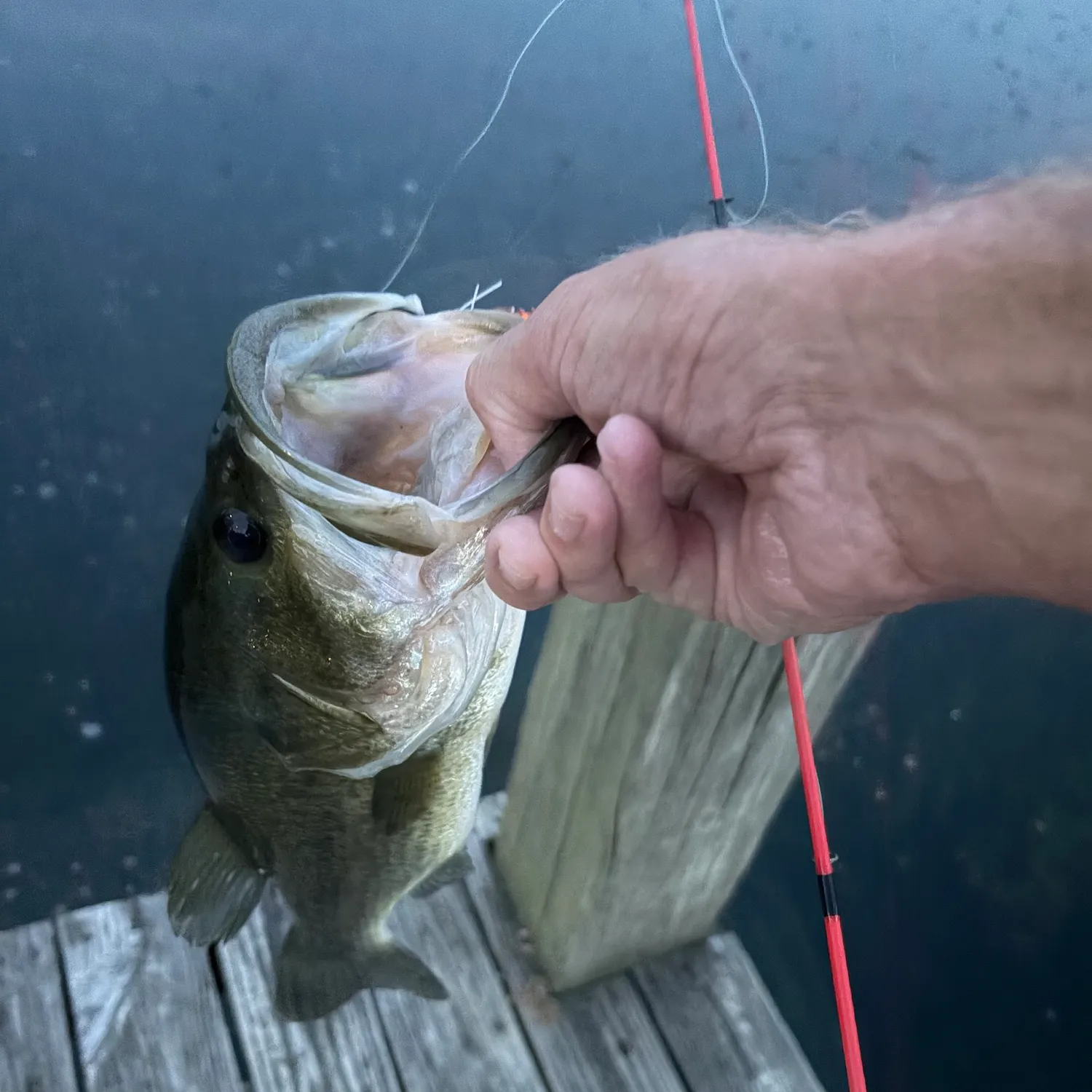Largemouth bass caught on Fishbrain