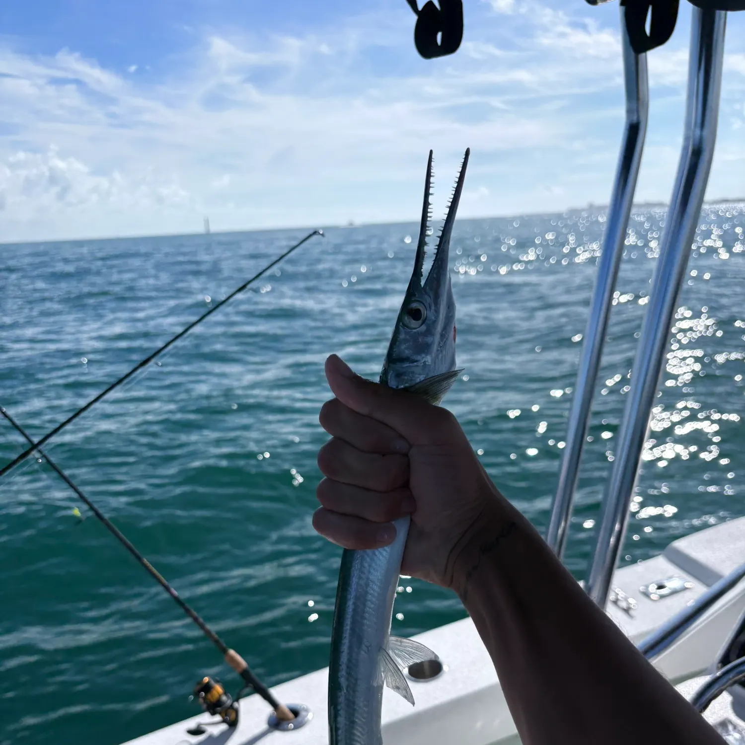 The most recent Hound needlefish catches on Fishbrain