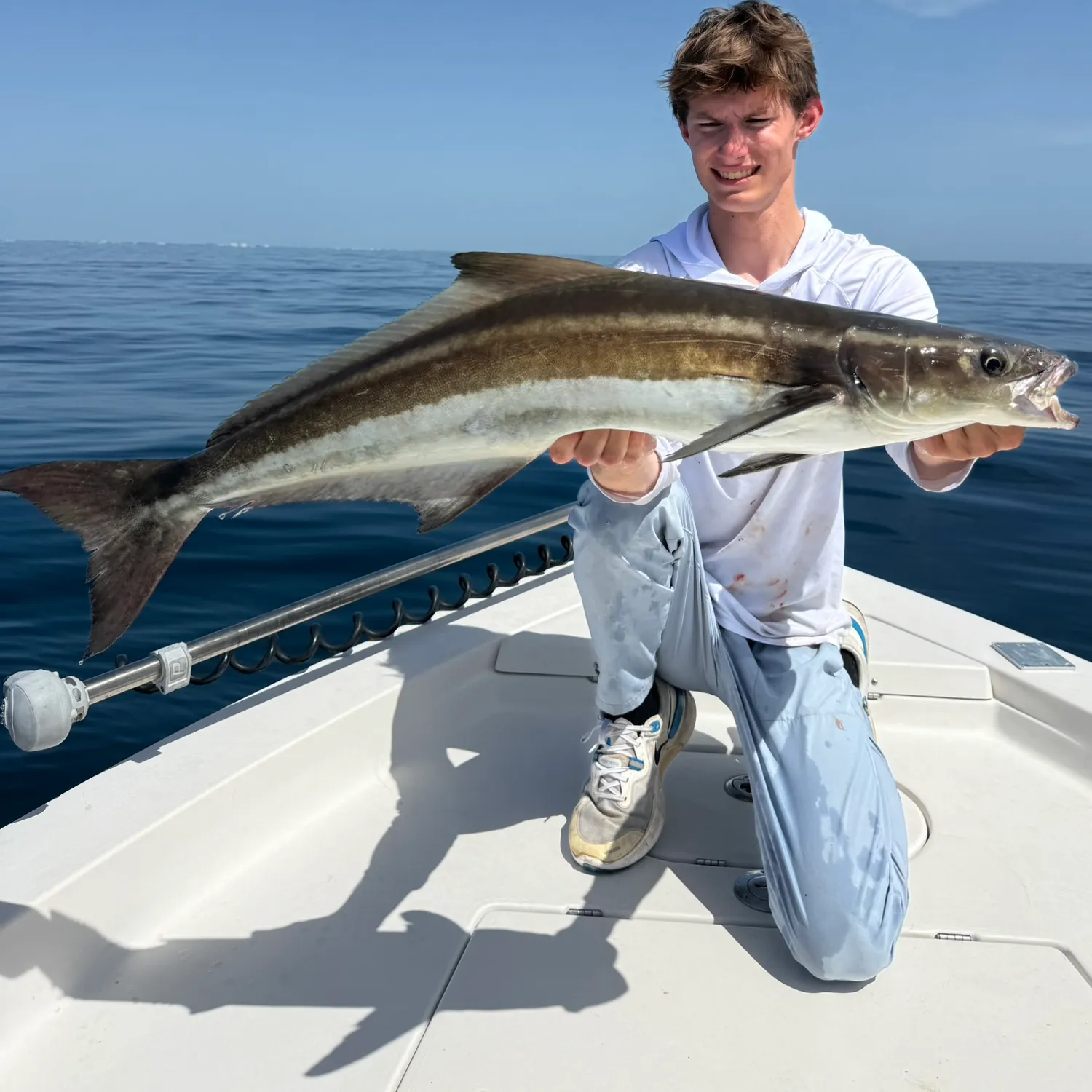 The most recent Cobia catches on Fishbrain