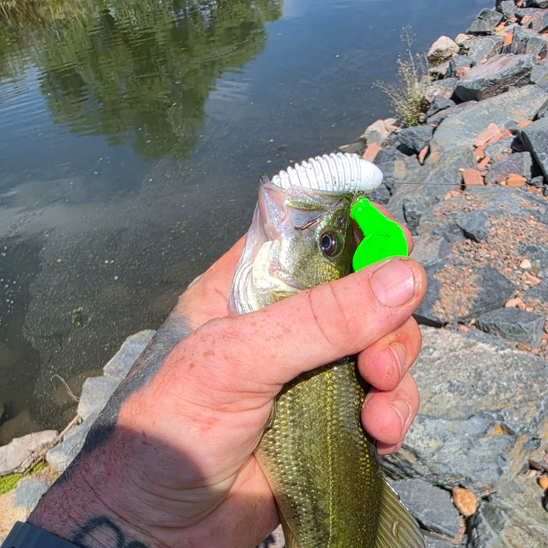 Largemouth bass caught on Fishbrain