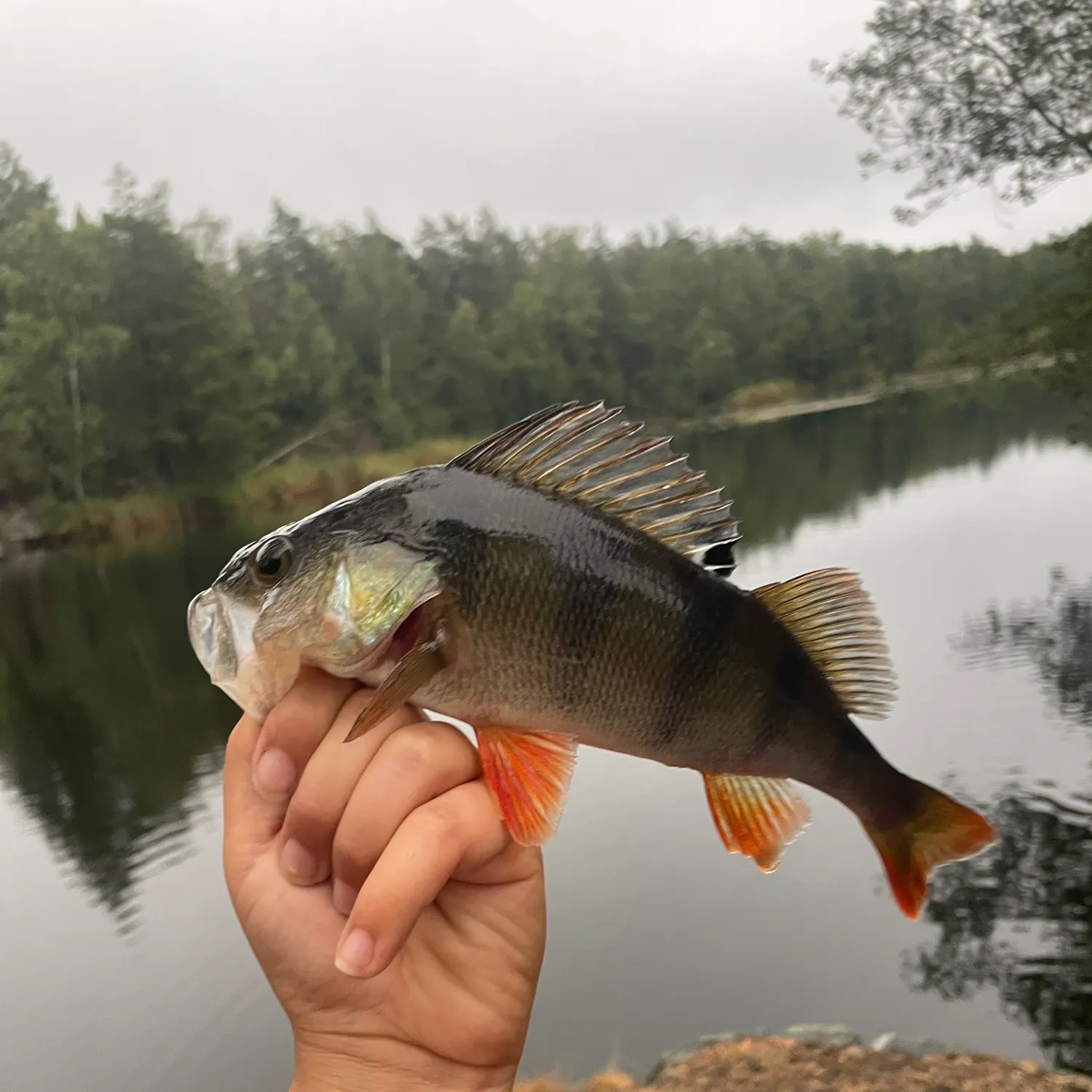 European perch caught on Fishbrain
